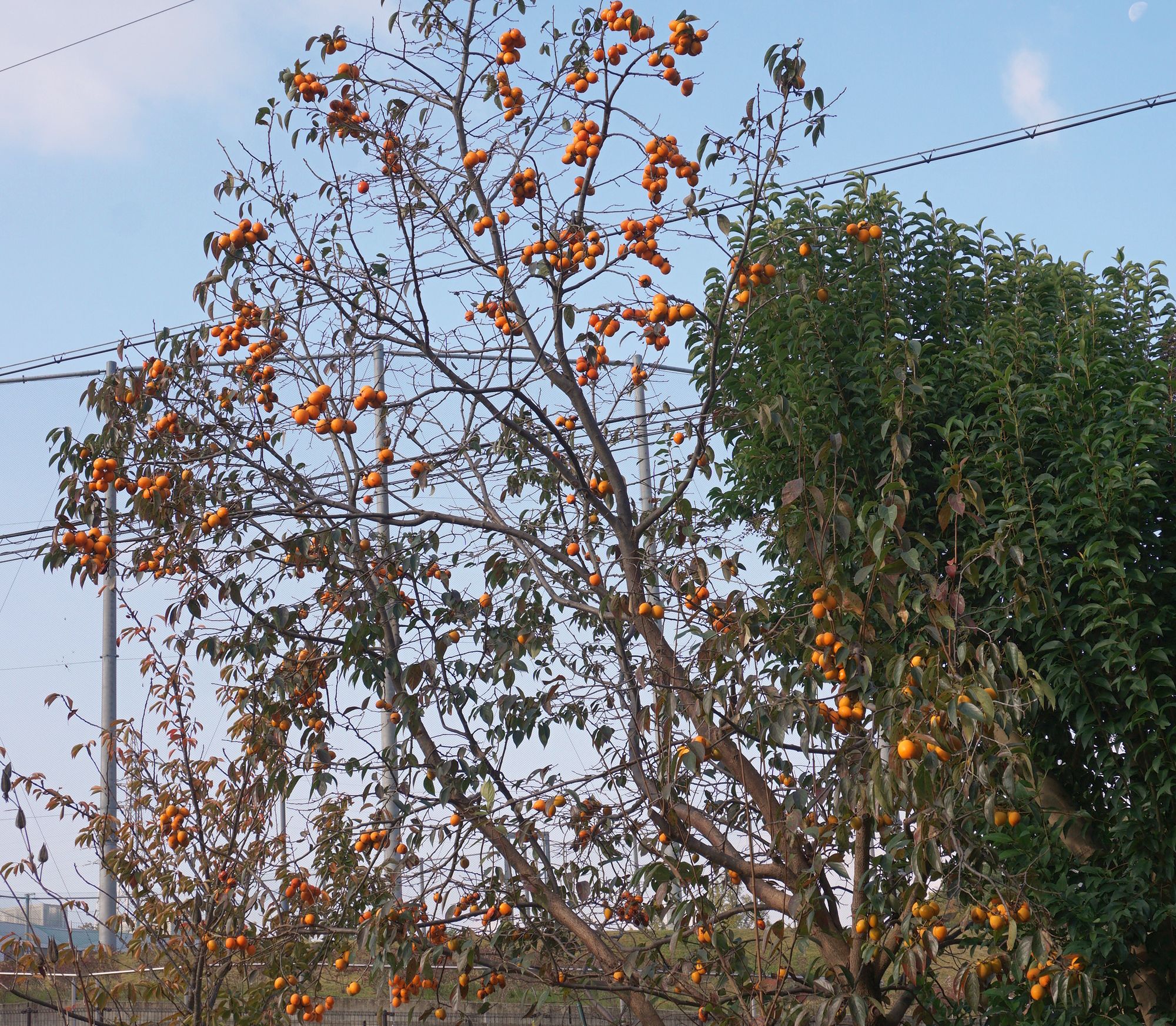 カキ果実 Diospyros kaki in fruit