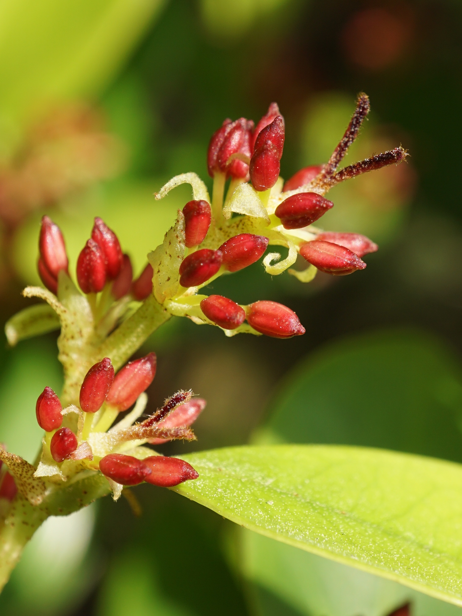 イスノキ/Distylium racemosum