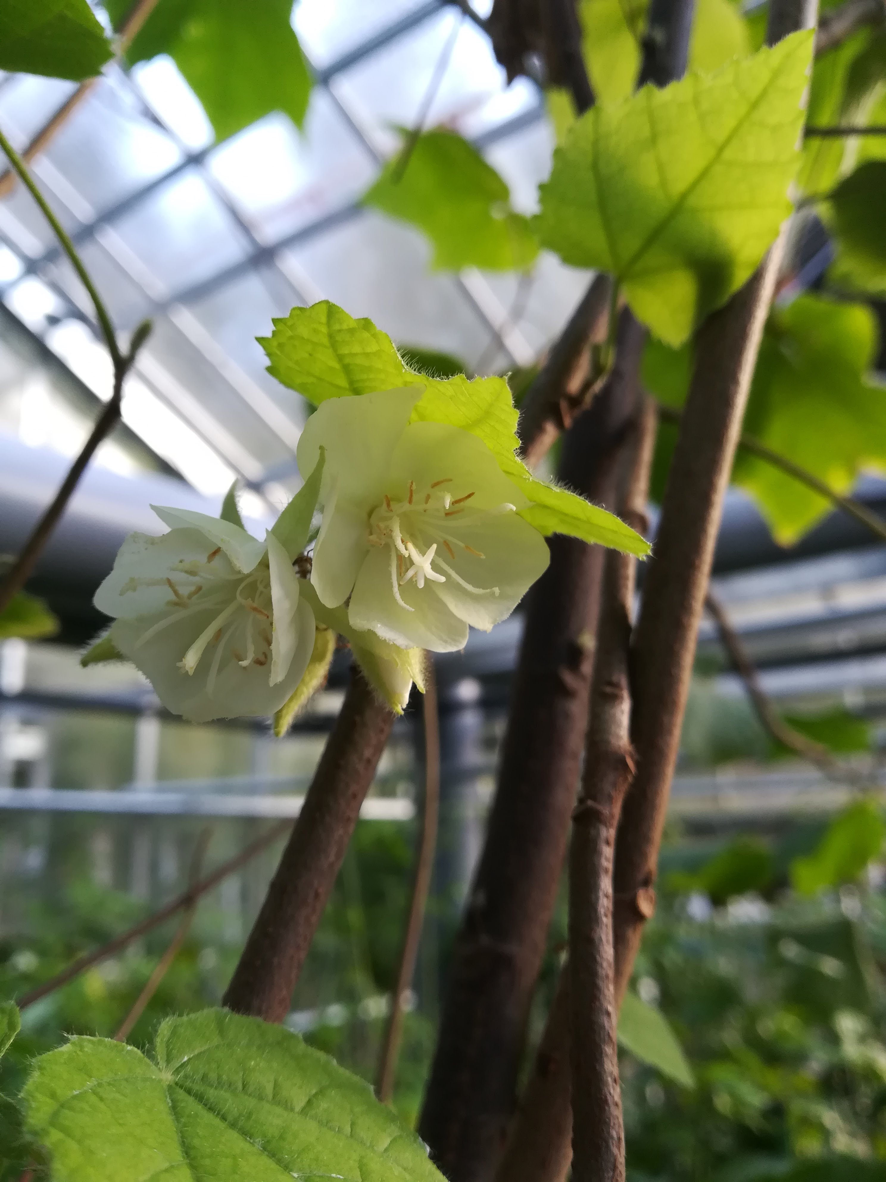 ドンベア/Dombeya tiliacea