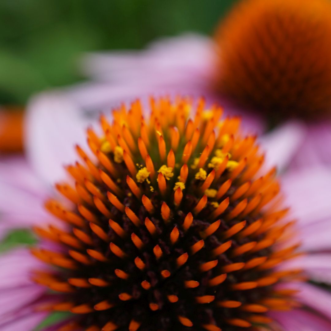 ムラサキバレンギク/Echinacea purpurea