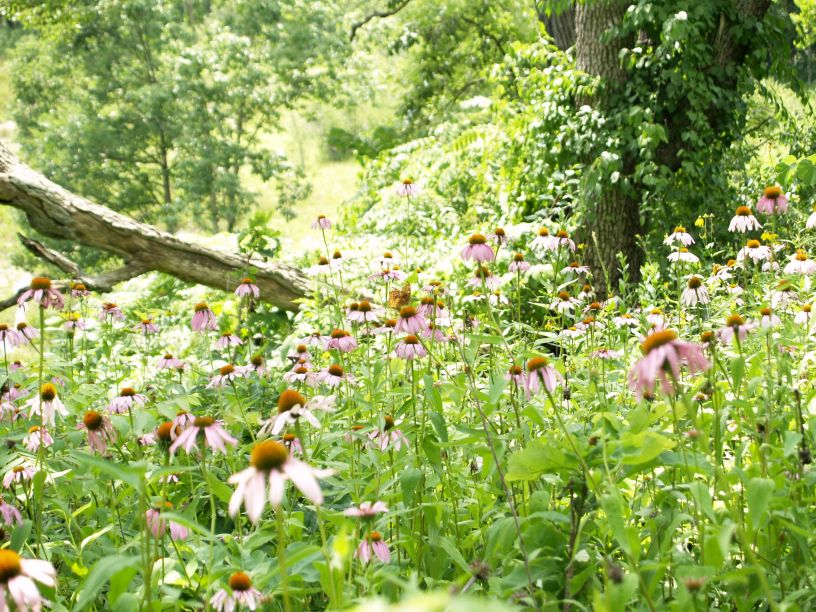 米国オハイオ州のムラサキバレンギク/Echinacea_purpurea_Ohio