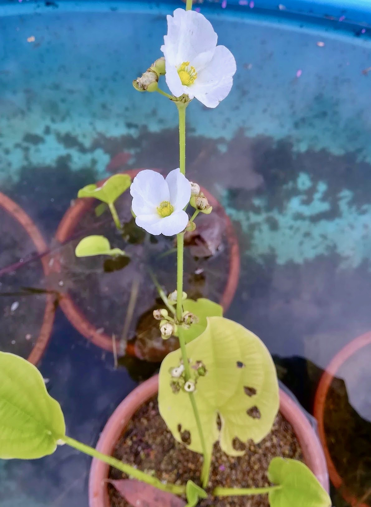 ヒロハシャゼンオモダカ/Echinodorus grandiflorus