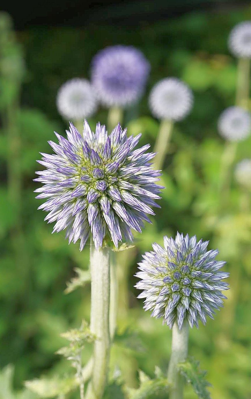 ヒゴタイ/Echinops setifer