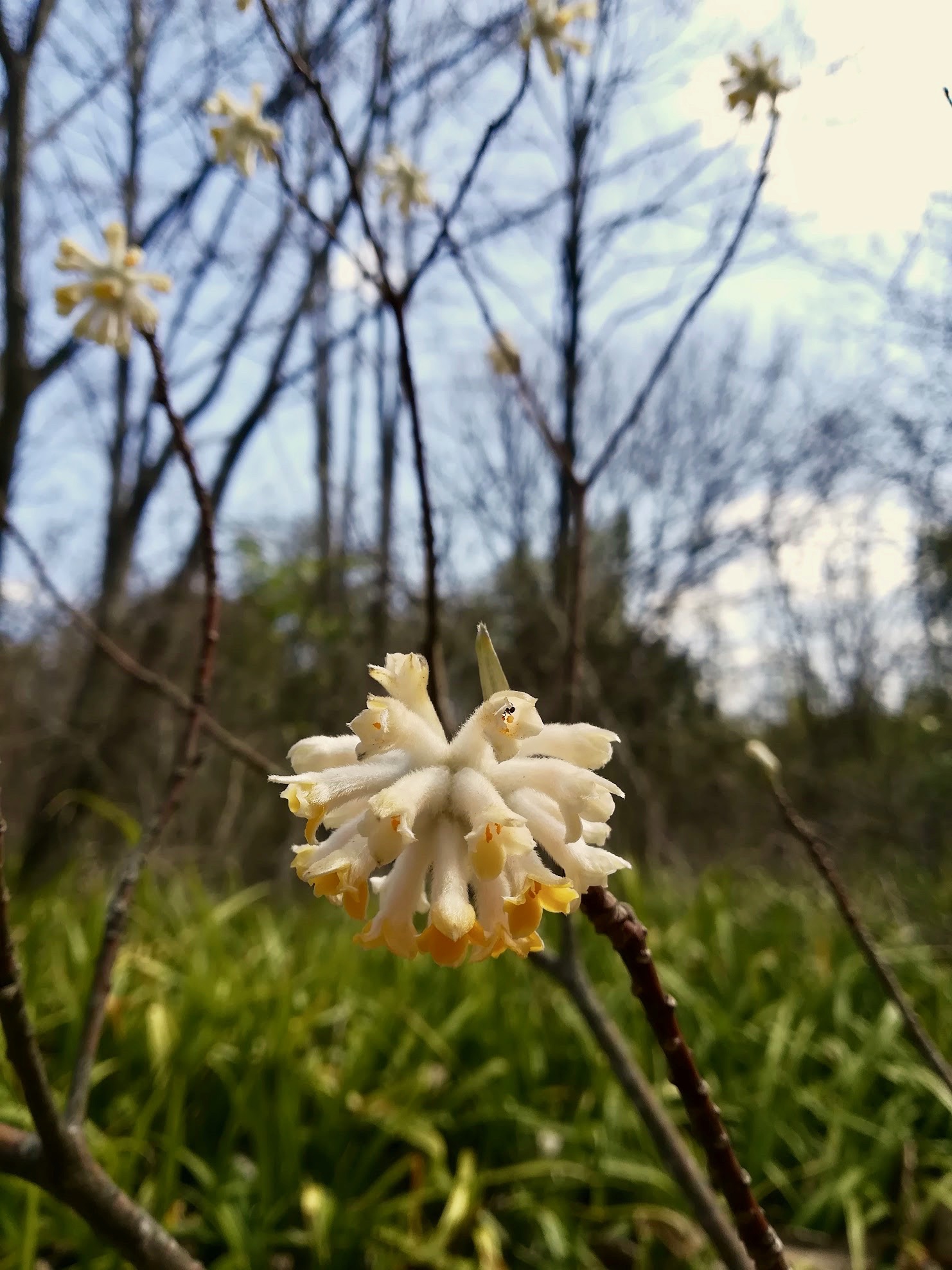 ミツマタ/Edgeworthia chrysantha