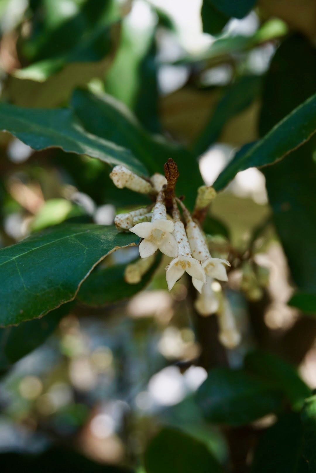 ナワシログミ/Elaeagnus pungens