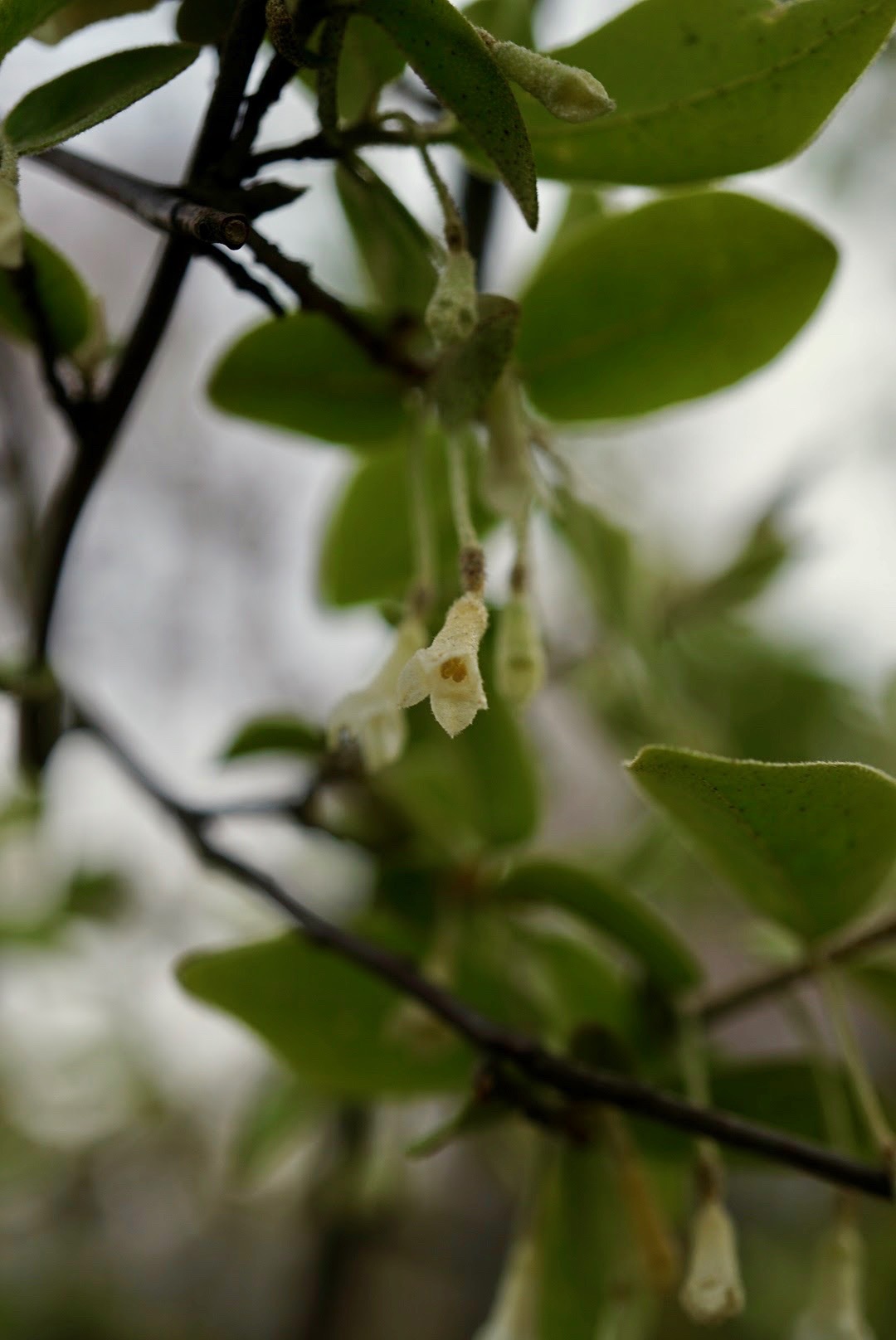 カツラギグミ花/Elaeagnus takeshitae