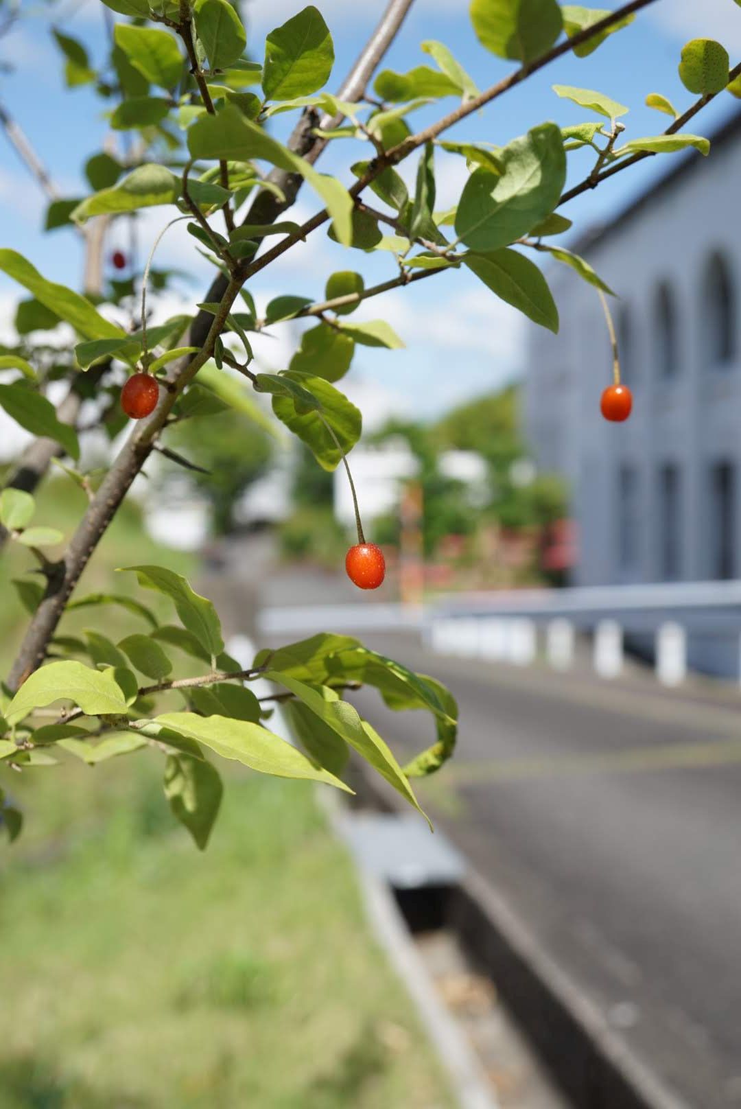 カツラギグミ/Elaeagnus takeshitae