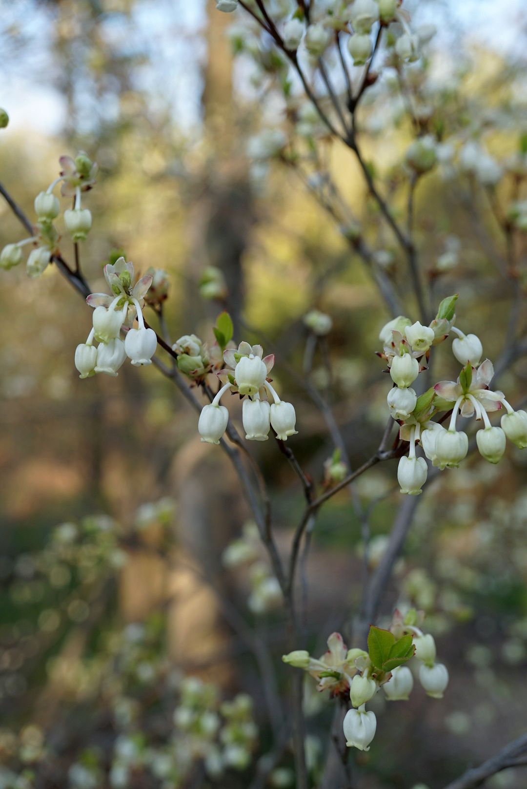ドウダンツツジ/Enkianthus perulatus