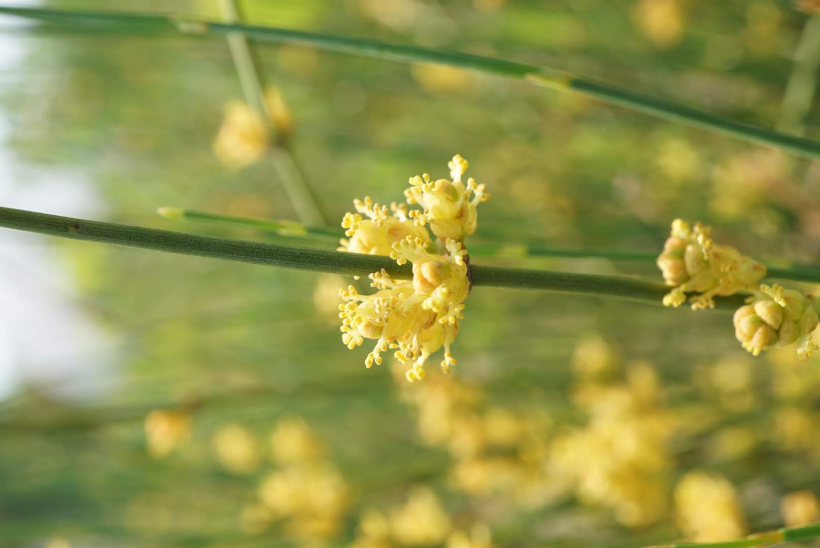 シナマオウ/Ephedra sinica