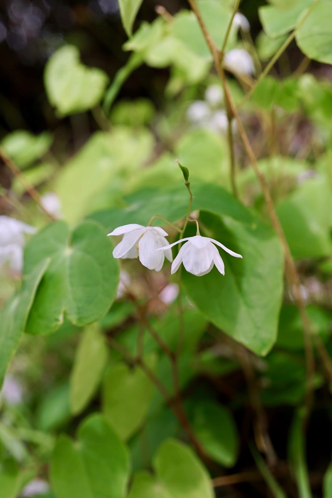 バイカイカリソウ/Epimedium diphyllum