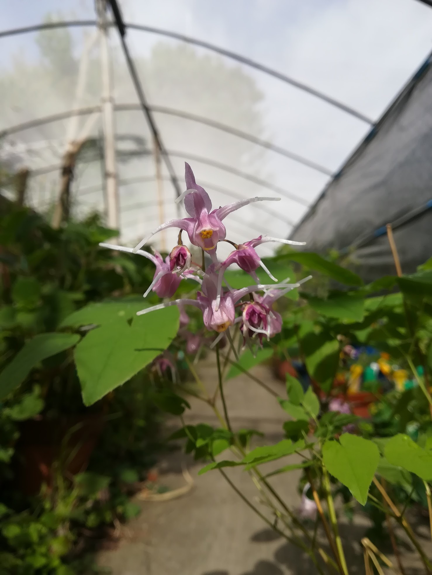 イカリソウ/ Epimedium grandiflorum