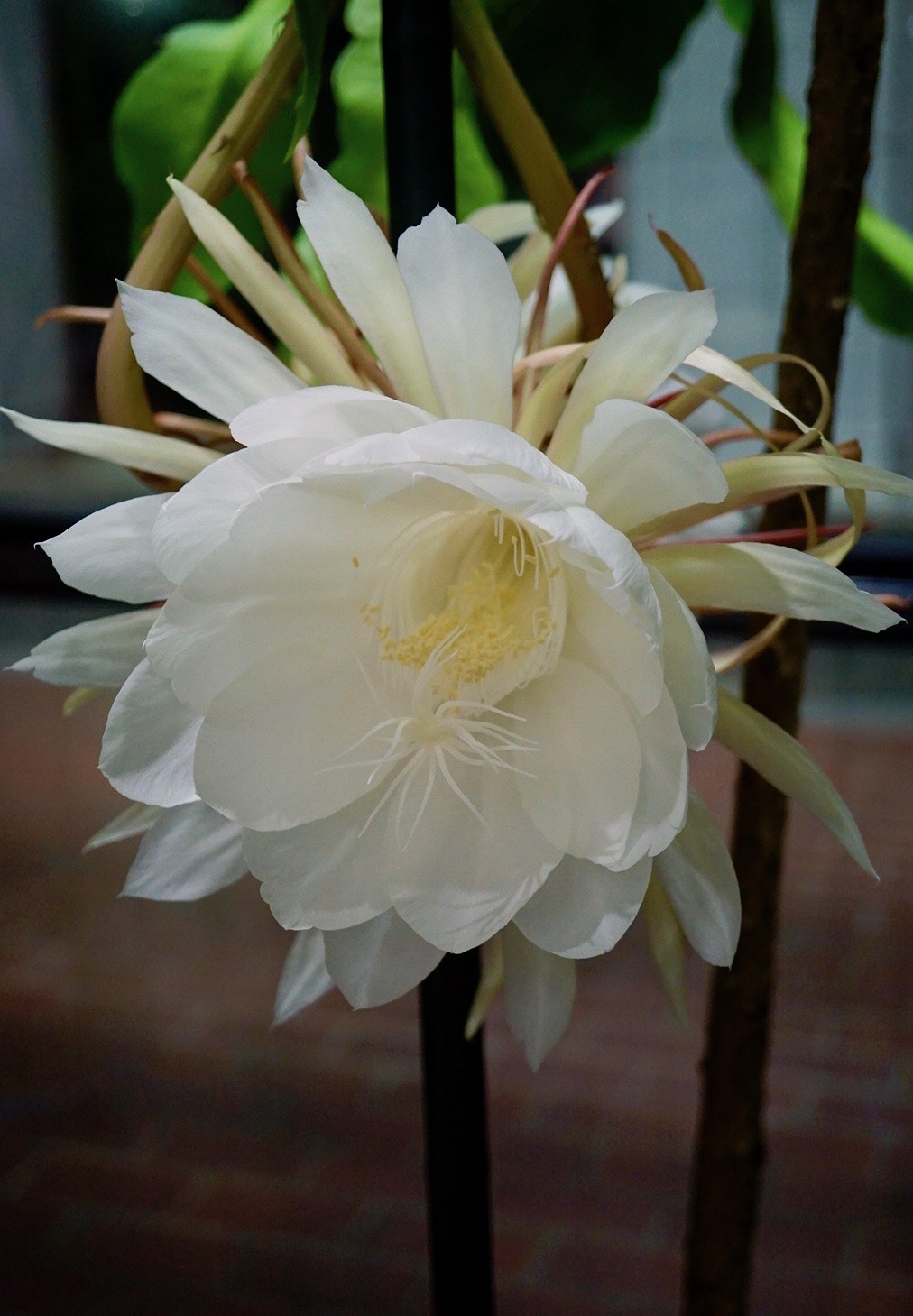 ゲッカビジン/Epiphyllum oxypetalum