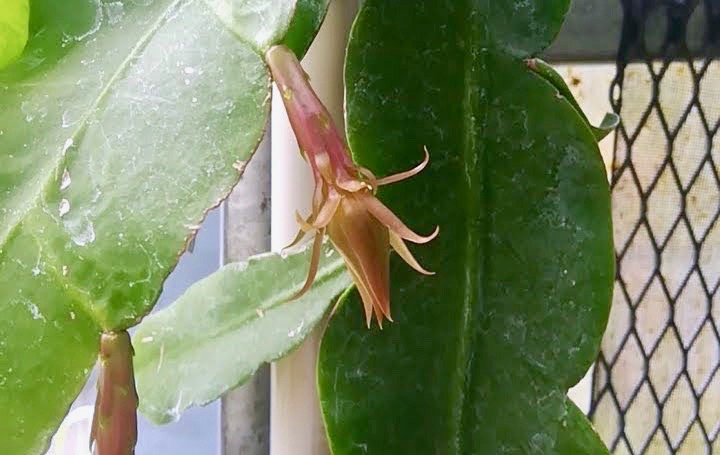 ゲッカビジン12日前/Epiphyllum oxypetalum 12 days before flowering