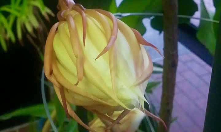 ゲッカビジン2時間前/Epiphyllum oxypetalum 2 hours before flowering