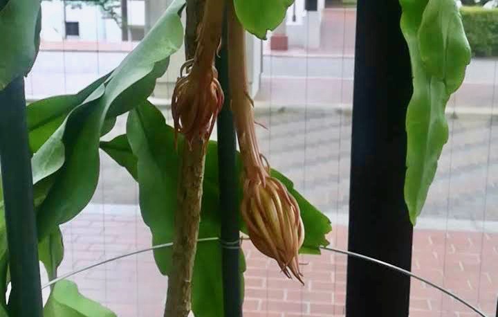 ゲッカビジン3日前/Epiphyllum oxypetalum 3 days before flowering