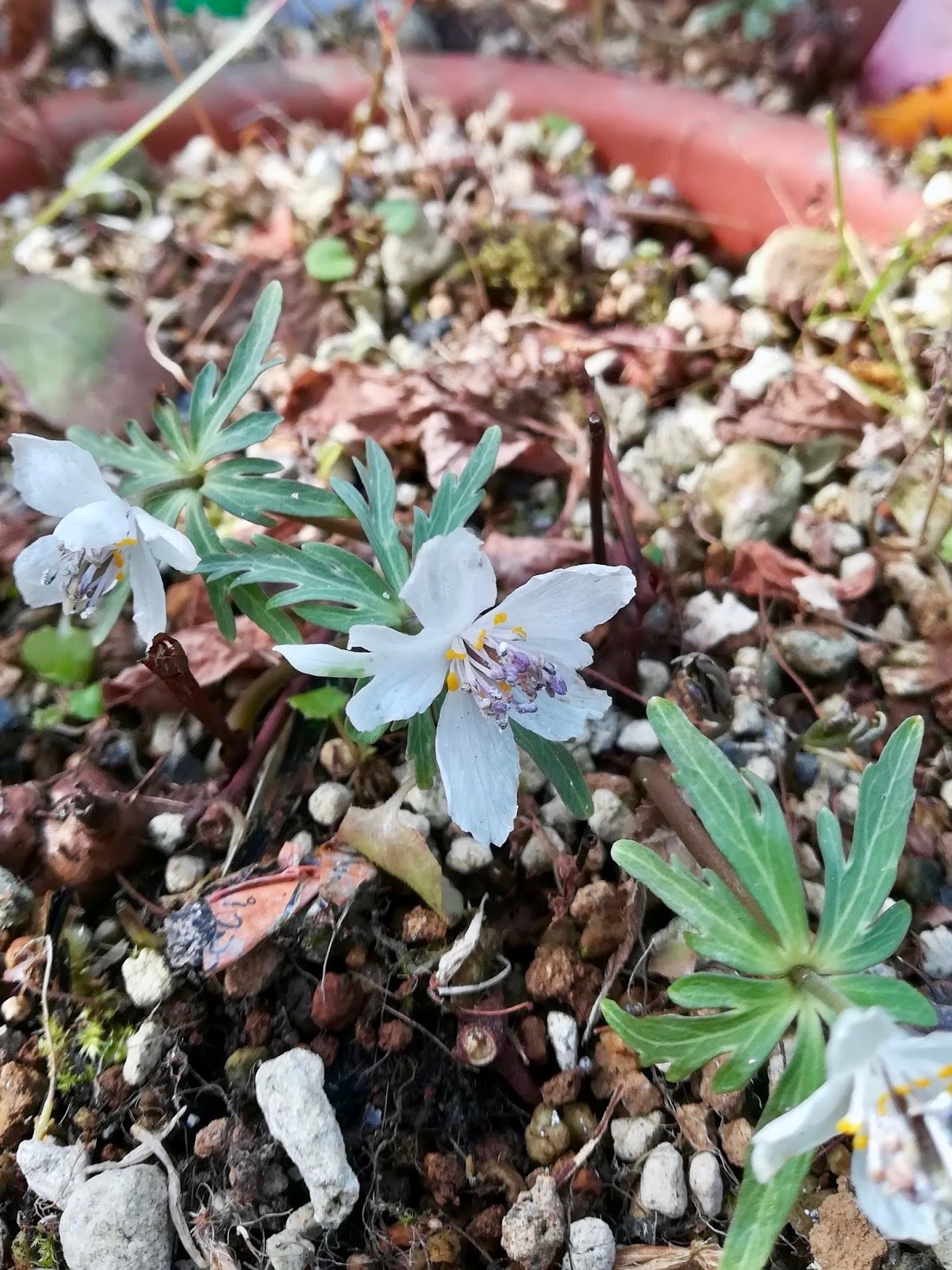 セツブンソウ/Eranthis pinnatifida