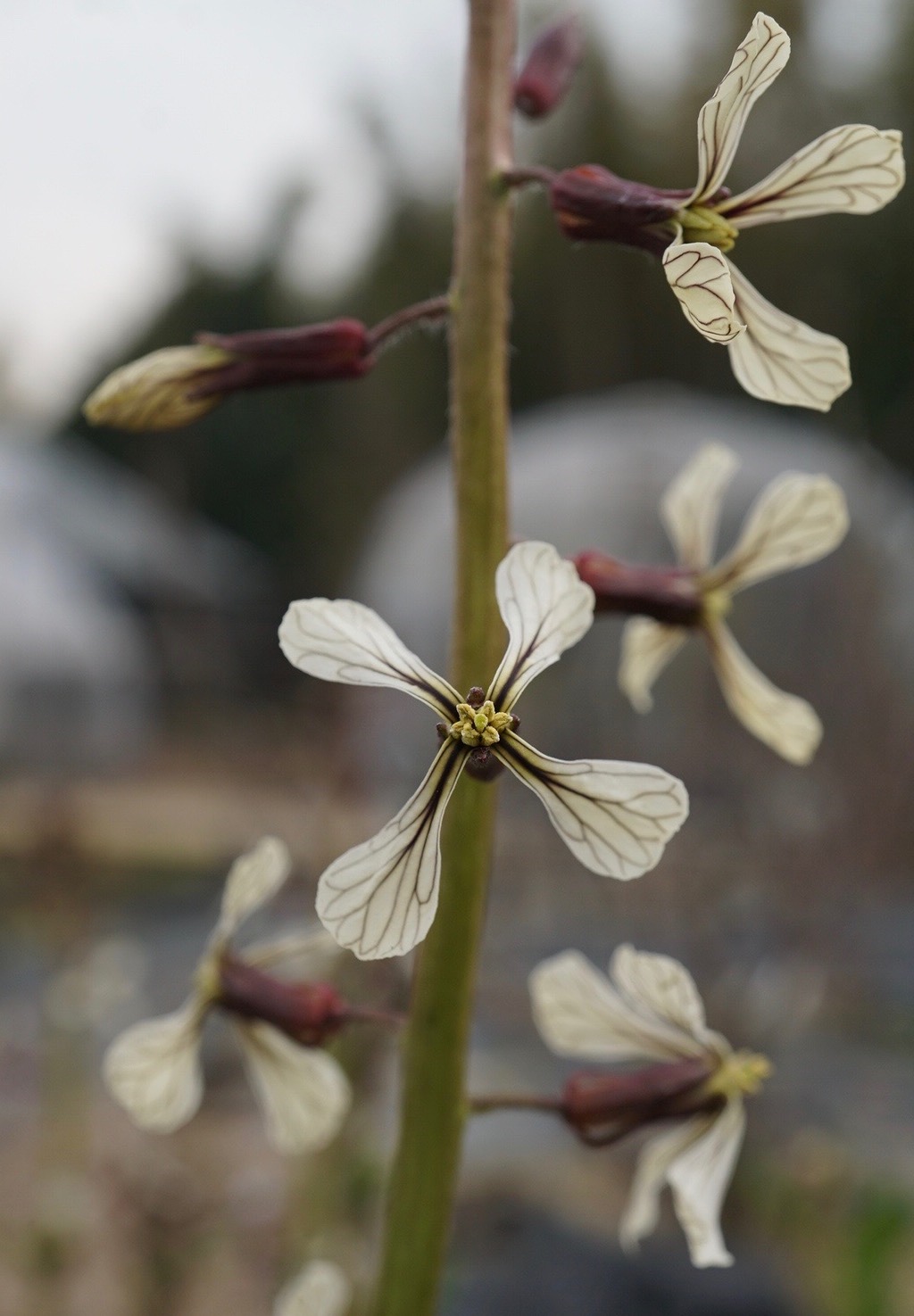キバナスズシロ/Eruca vesicaria var. sativa