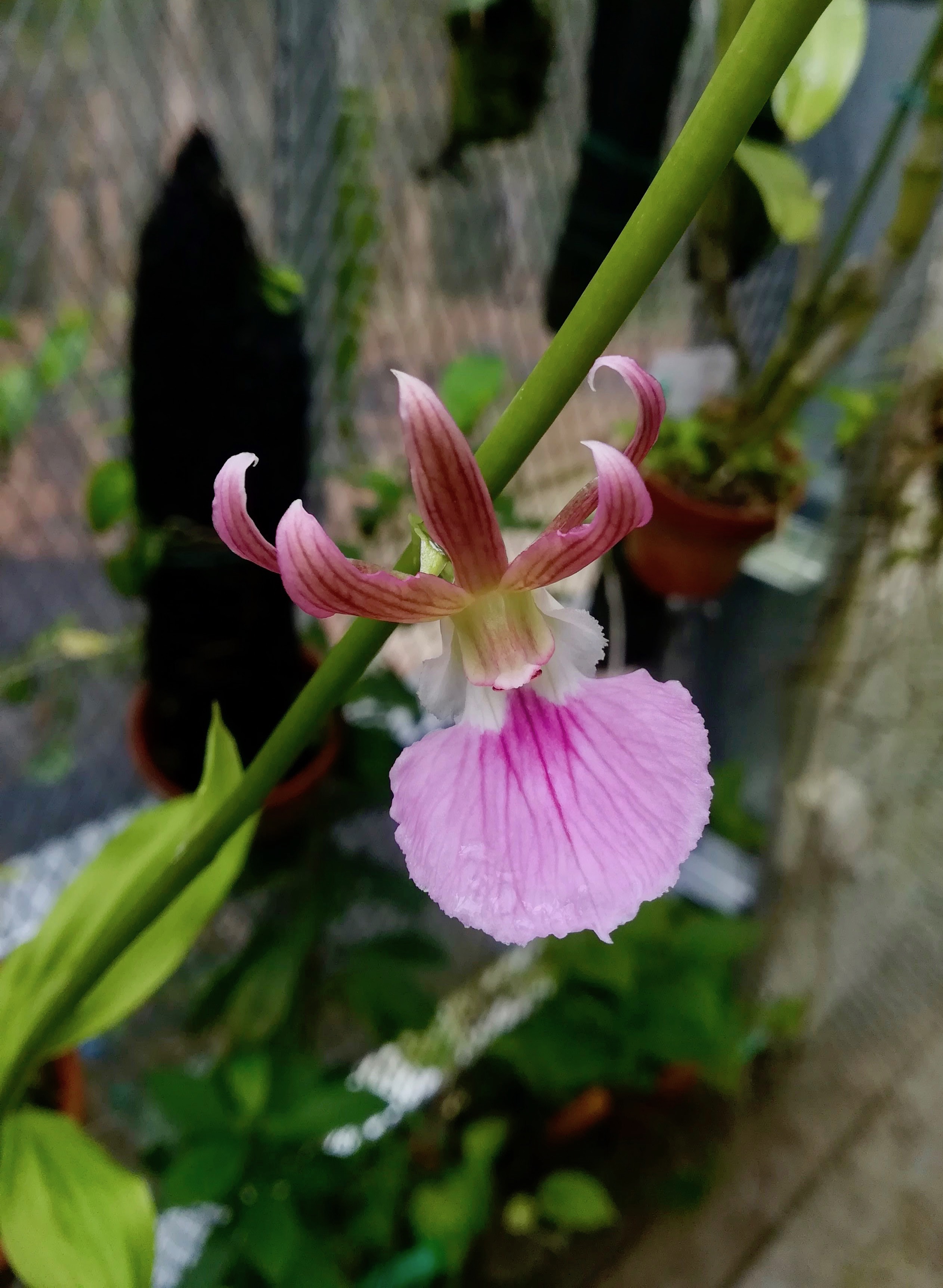 イモネヤガラ属の一種/Eulophia guineensis