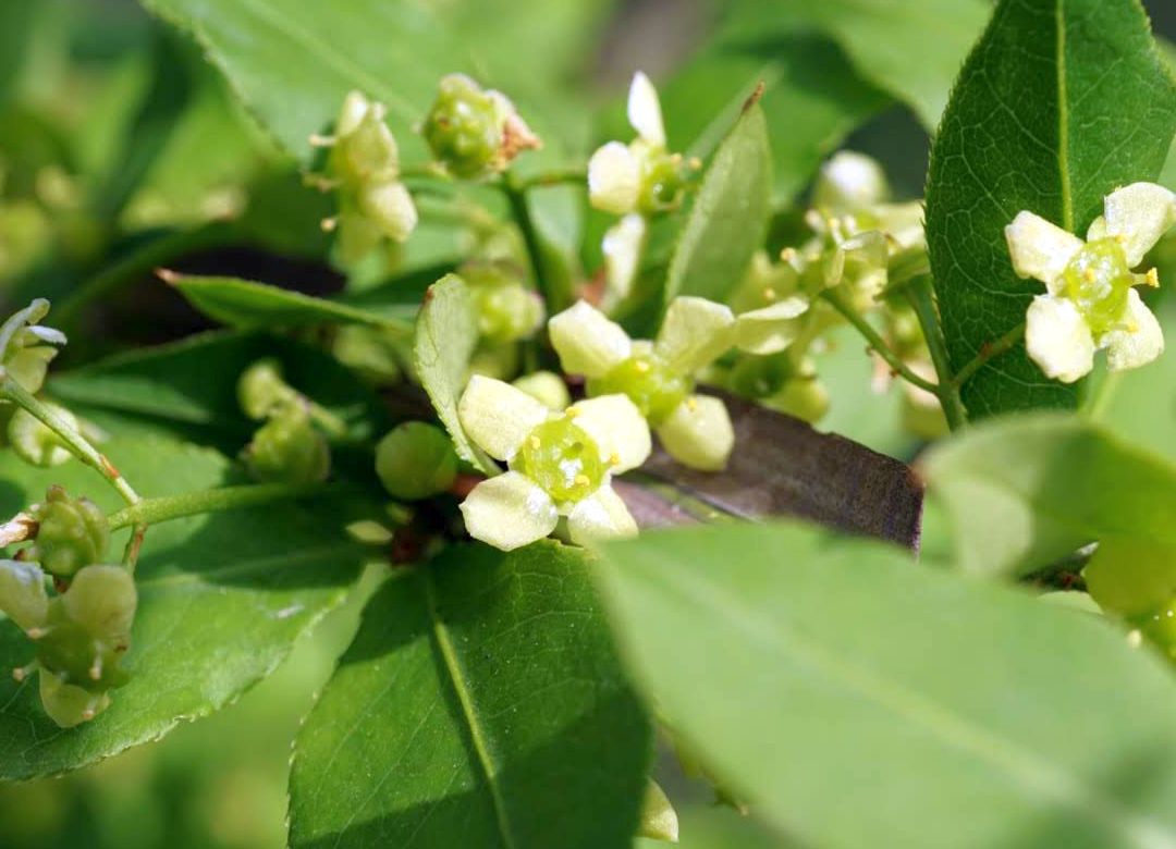 ニシキギ/Euonymus alatus