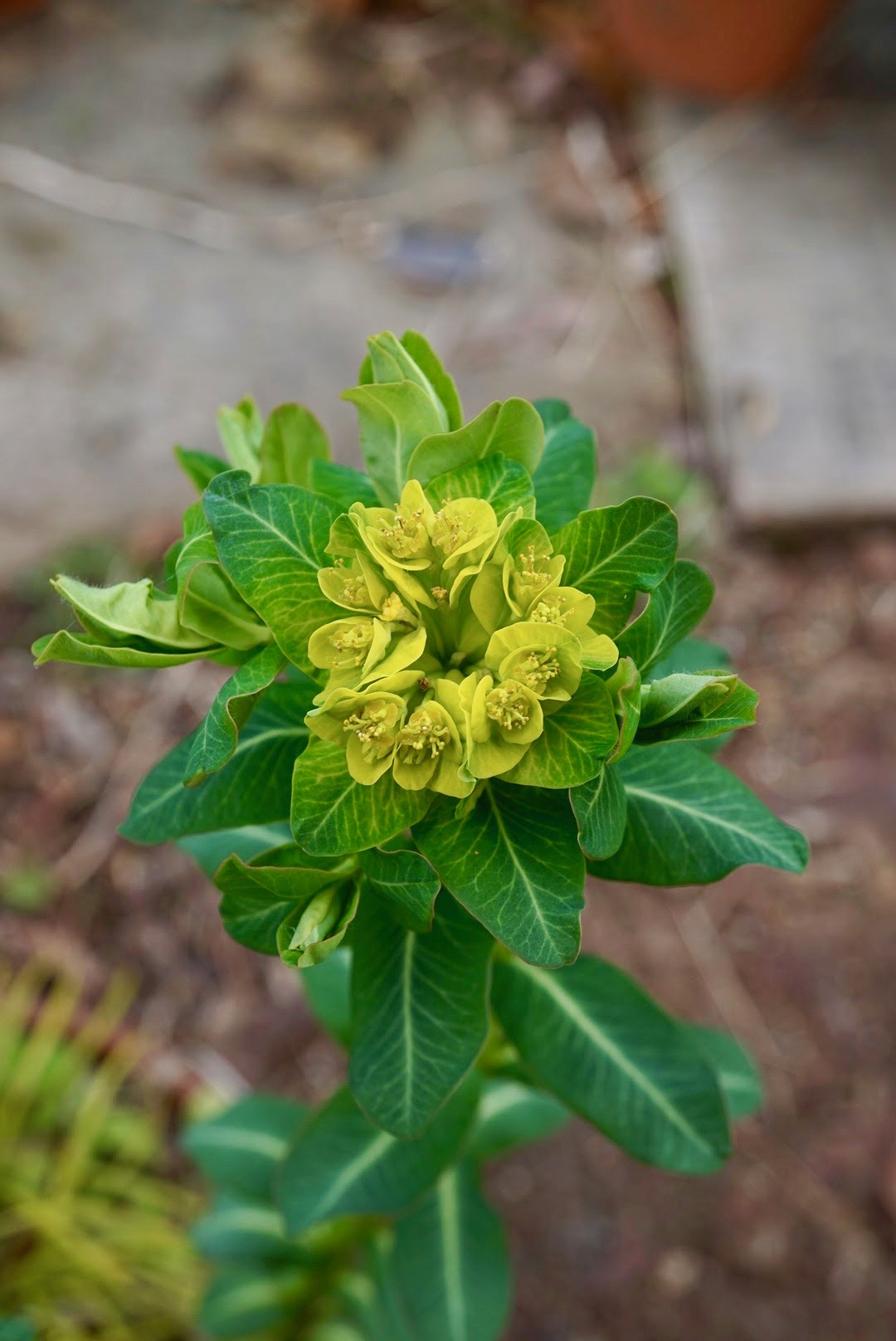 ノウルシ/Euphorbia adenochlora