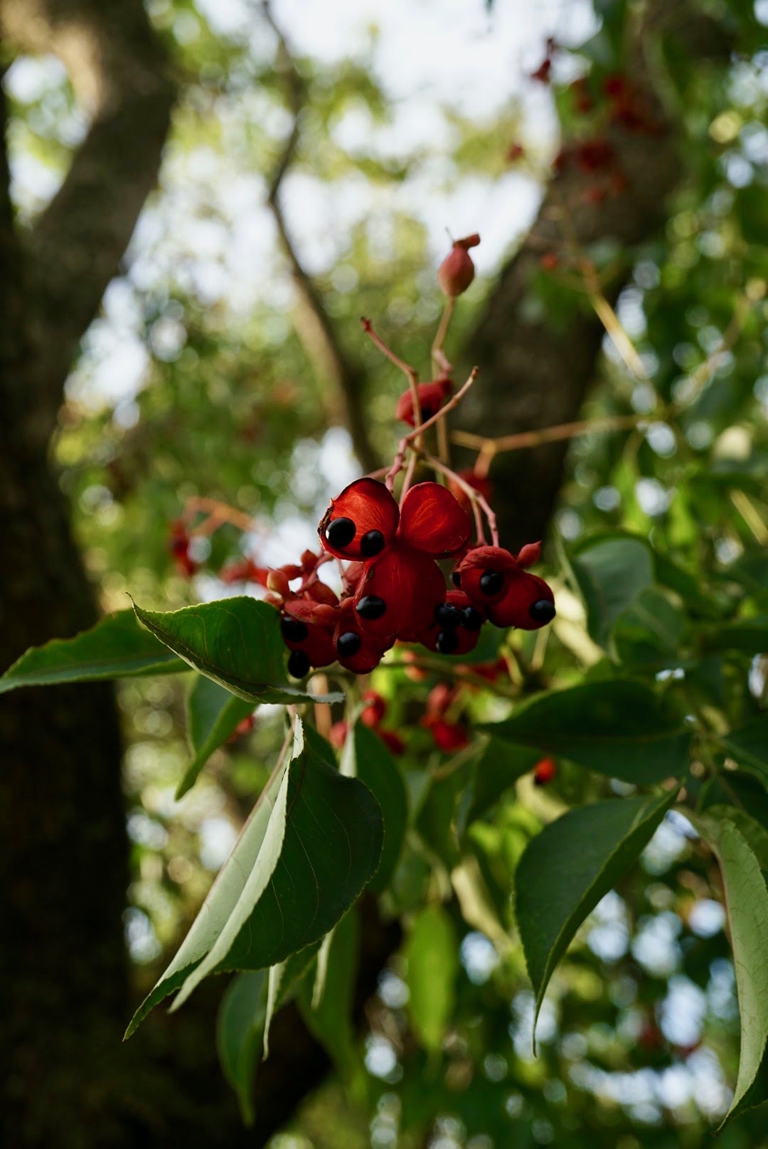 ゴンズイ/Euscaphi aponica