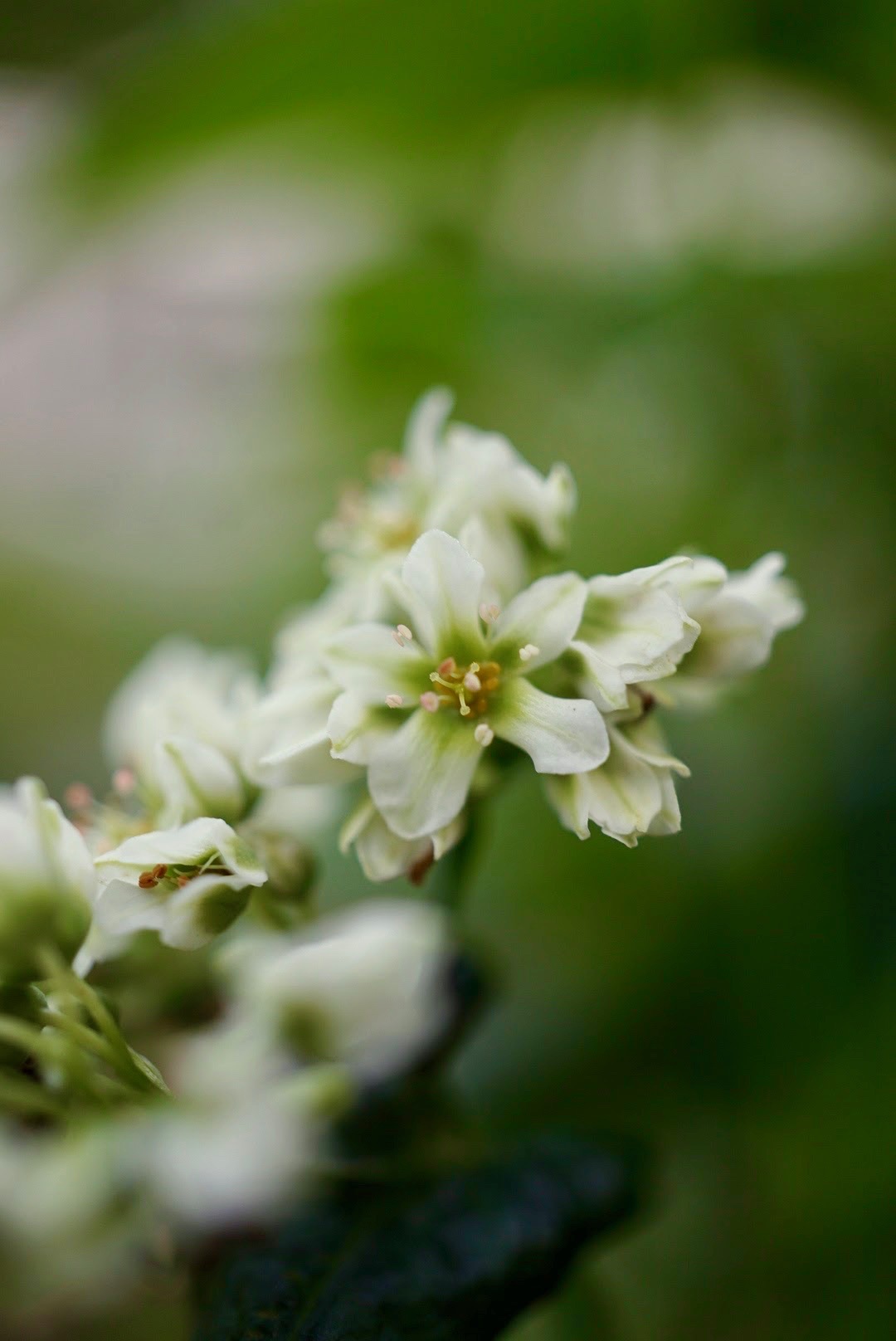 ソバ/Fagopyrum esculentum