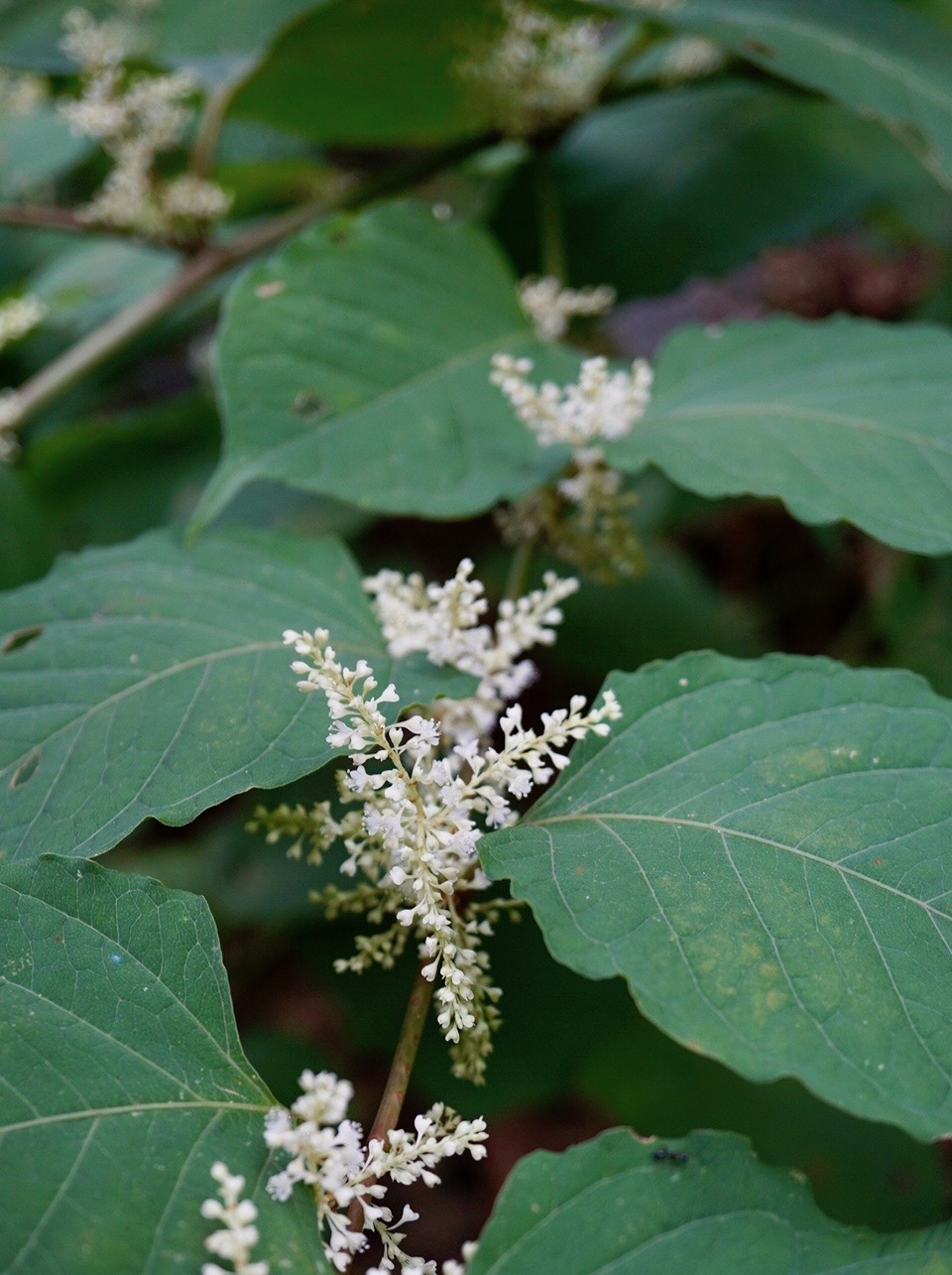 イタドリ/Fallopia japonica