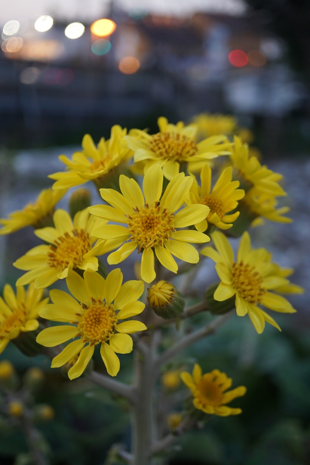 ツワブキ/Farfugium japonicum