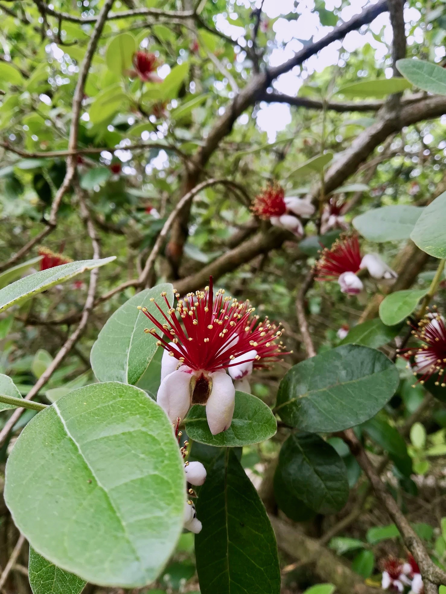 フェイジョア/Feijoa sellowiana