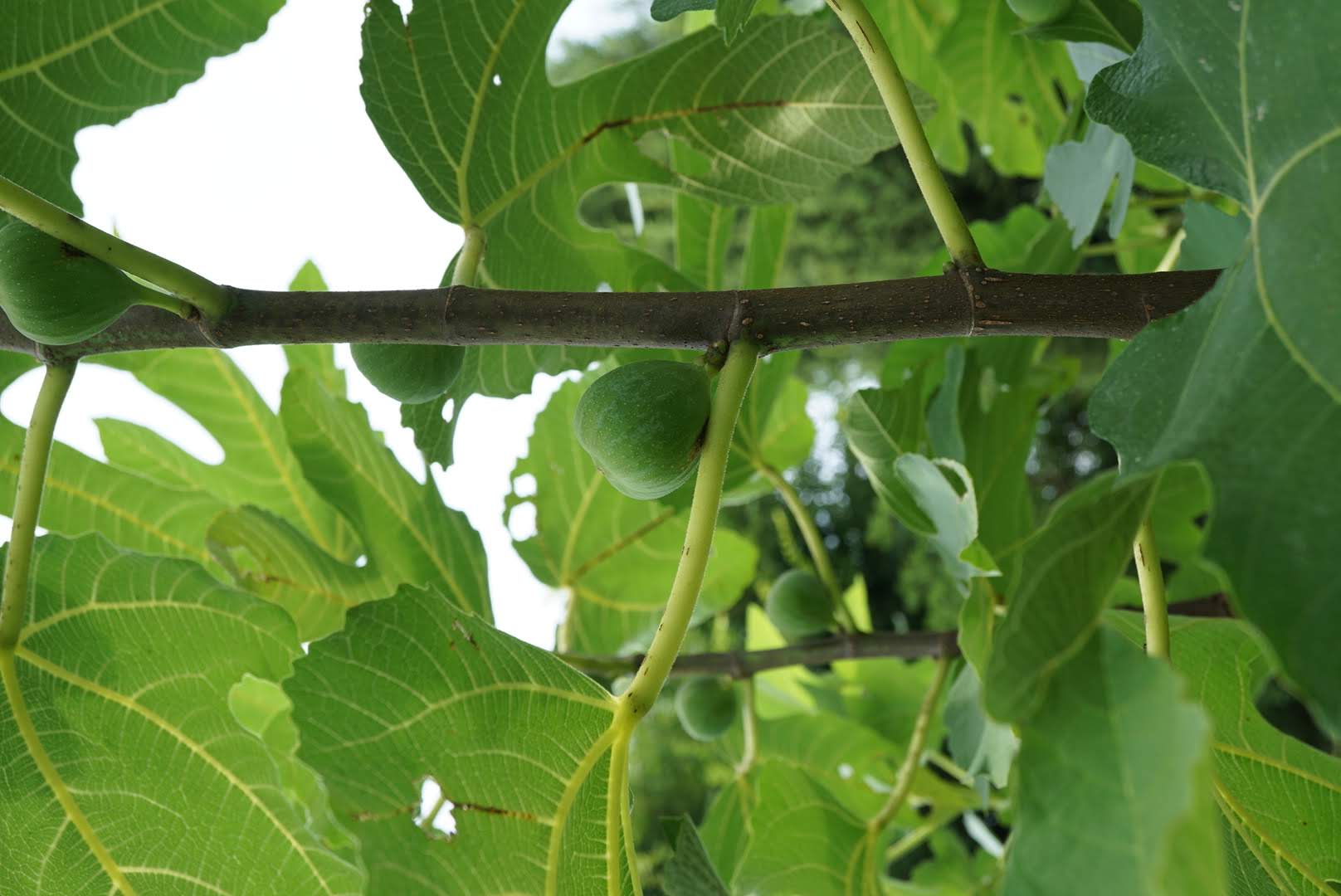 イチジク花/Ficus carica flowers