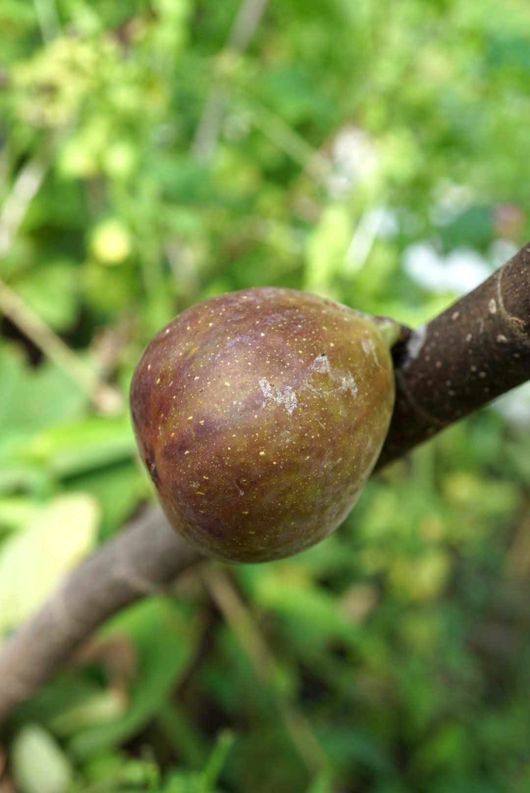 イチジク/Ficus carica