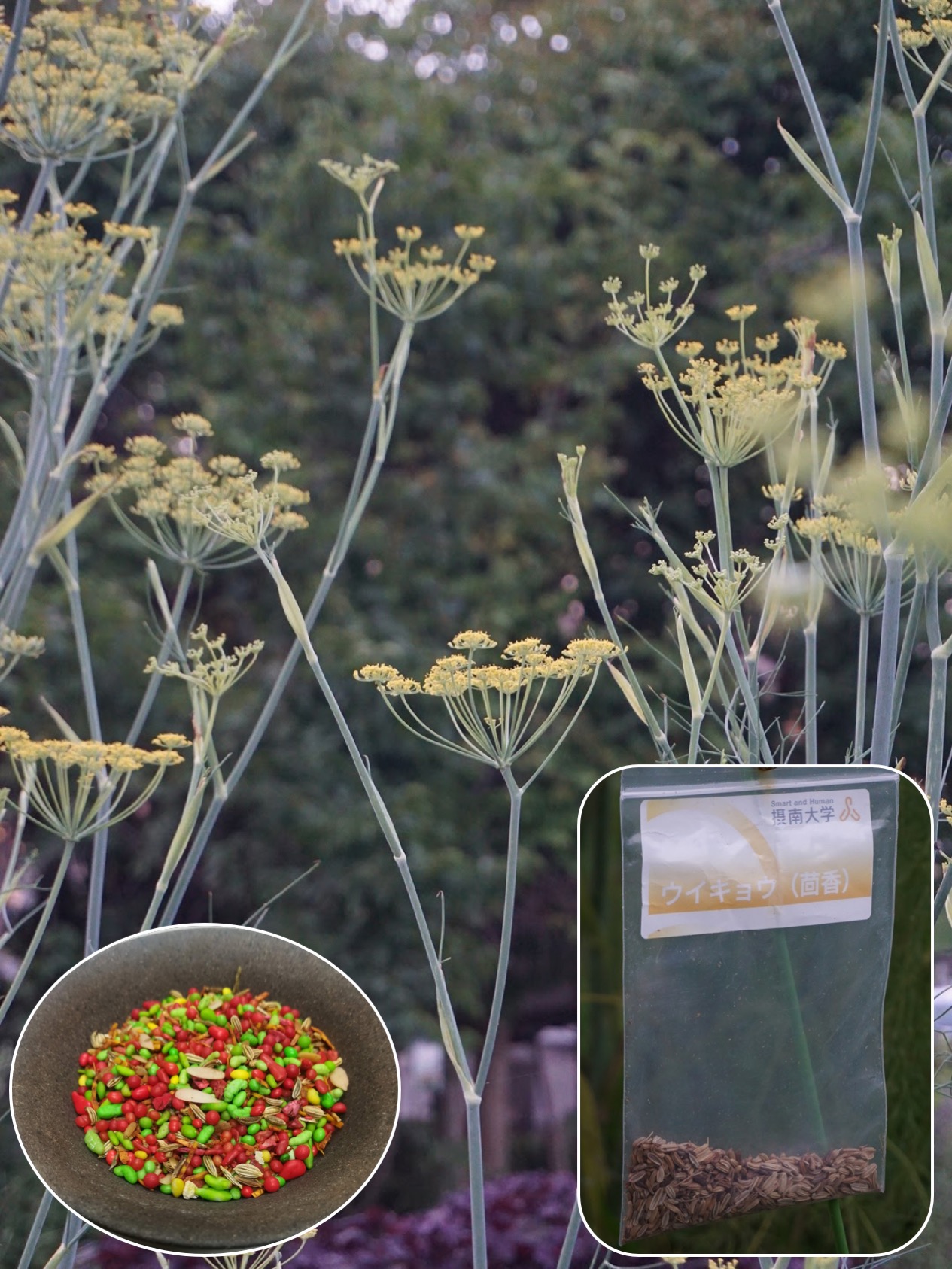 ウイキョウ/Foeniculum vulgare