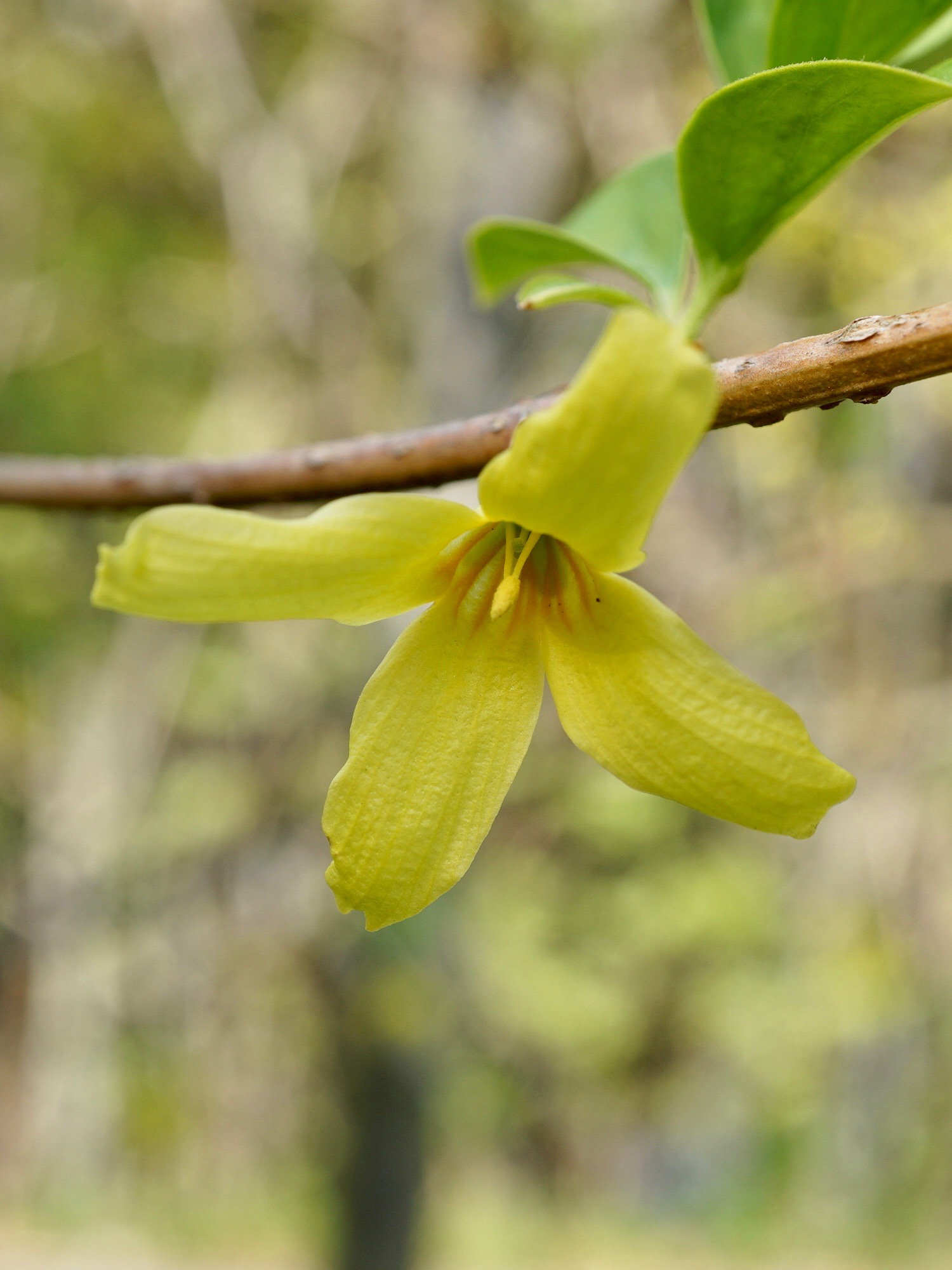 ショウドシマレンギョウ/Forsythia togashii