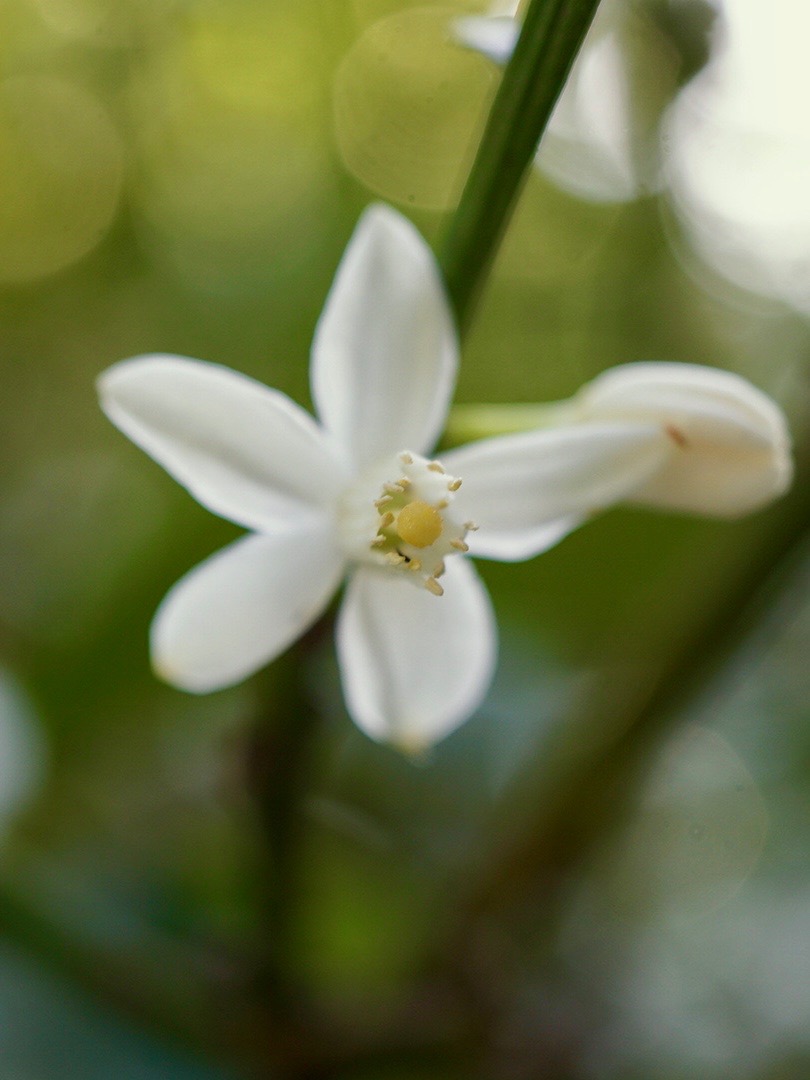 キンカン/Fortunella japonica