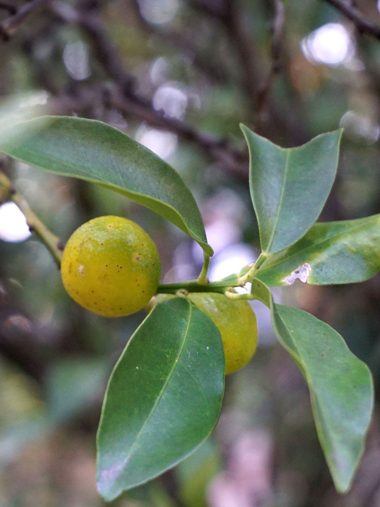 キンカン/Fortunella japonica