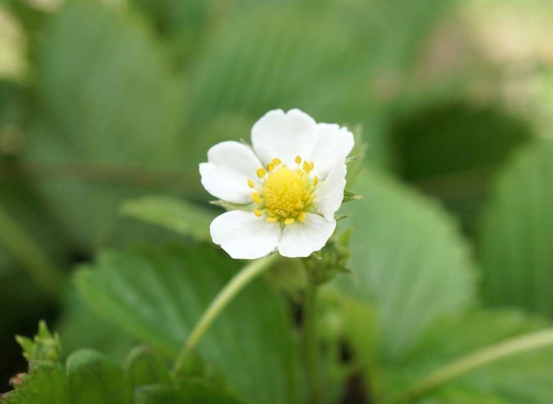 ワイルドストロベリー/Fragaria vesca