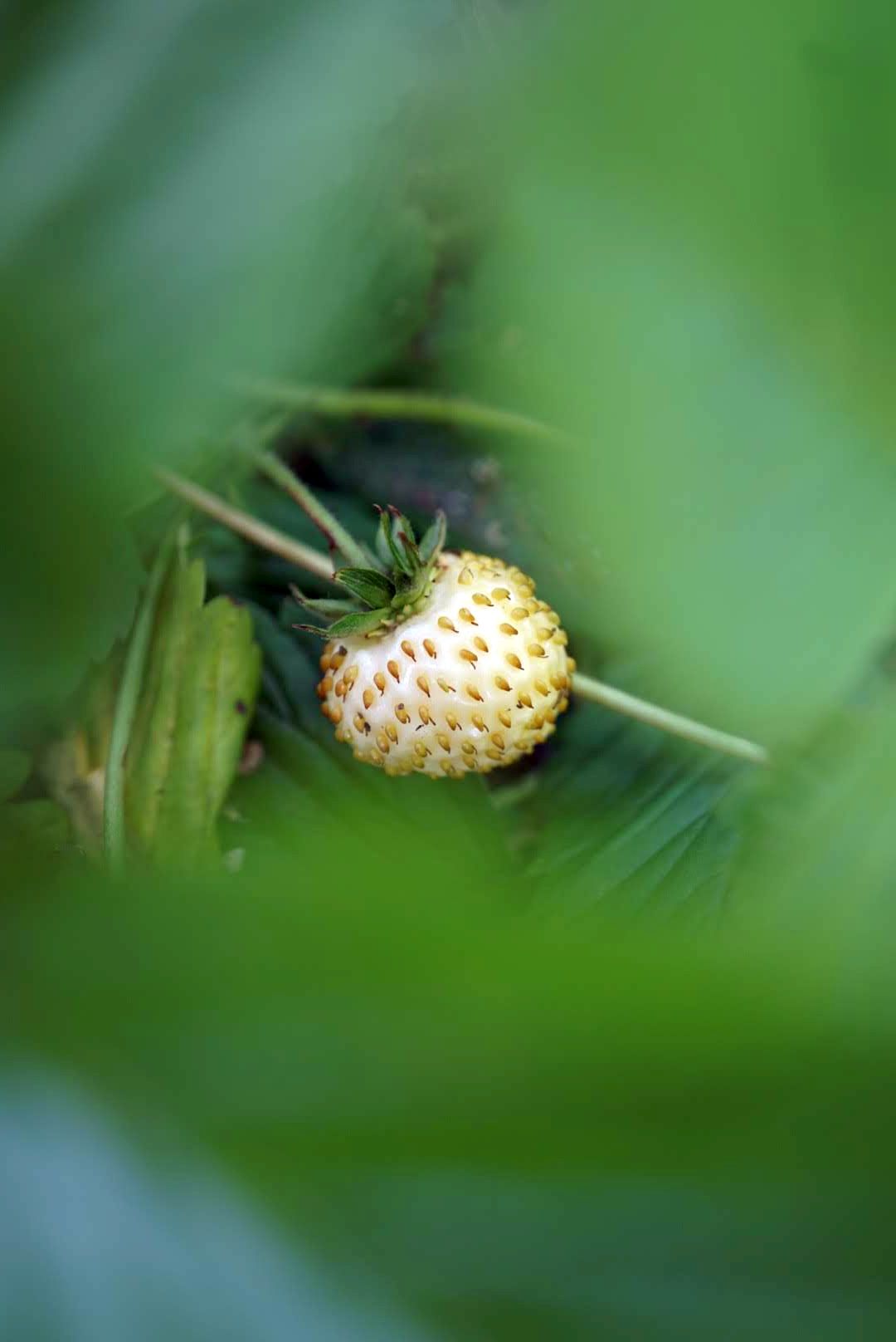 ワイルドストロベリー/Fragaria vesca