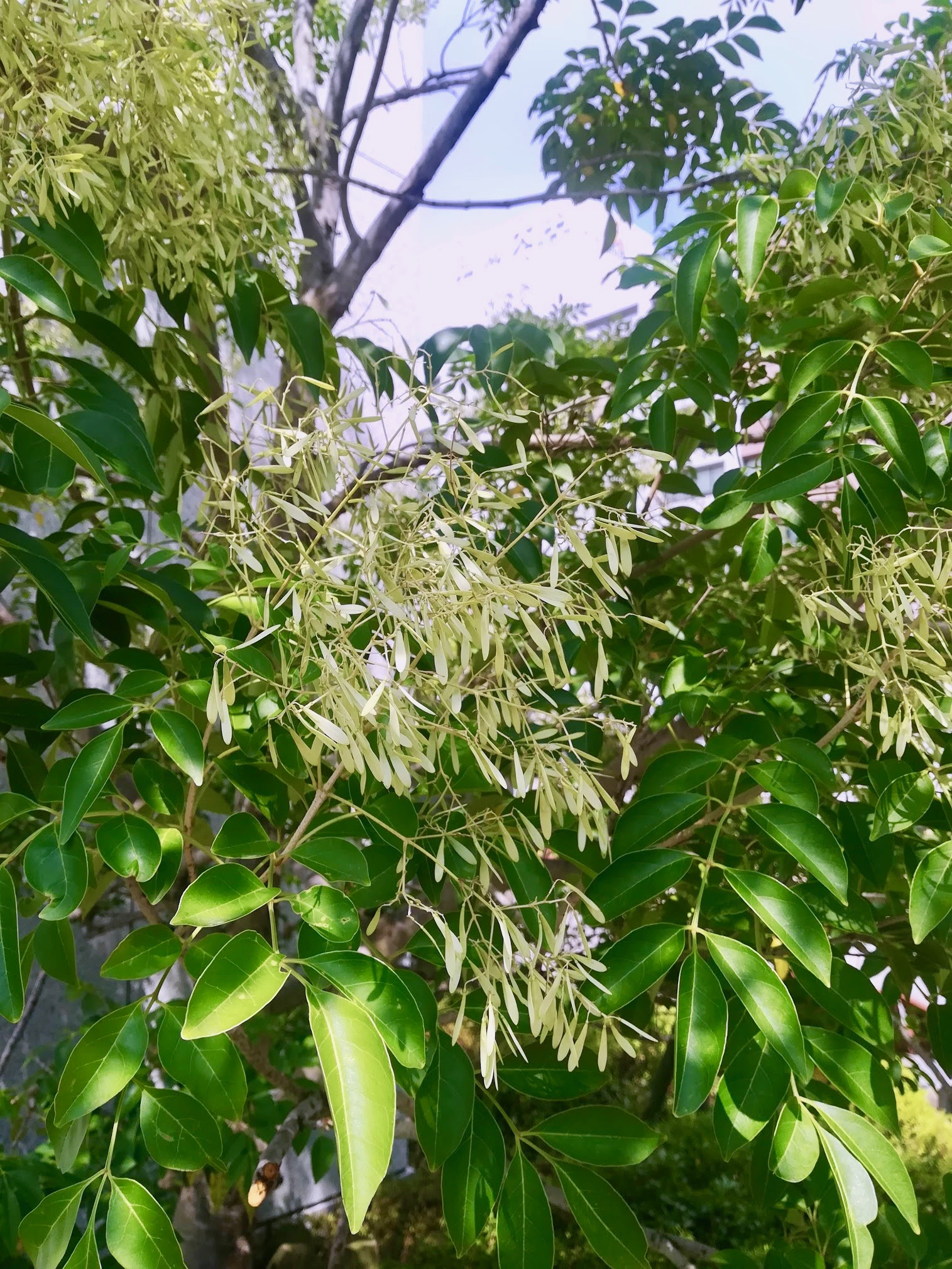 シマトネリコ/Fraxinus griffithii