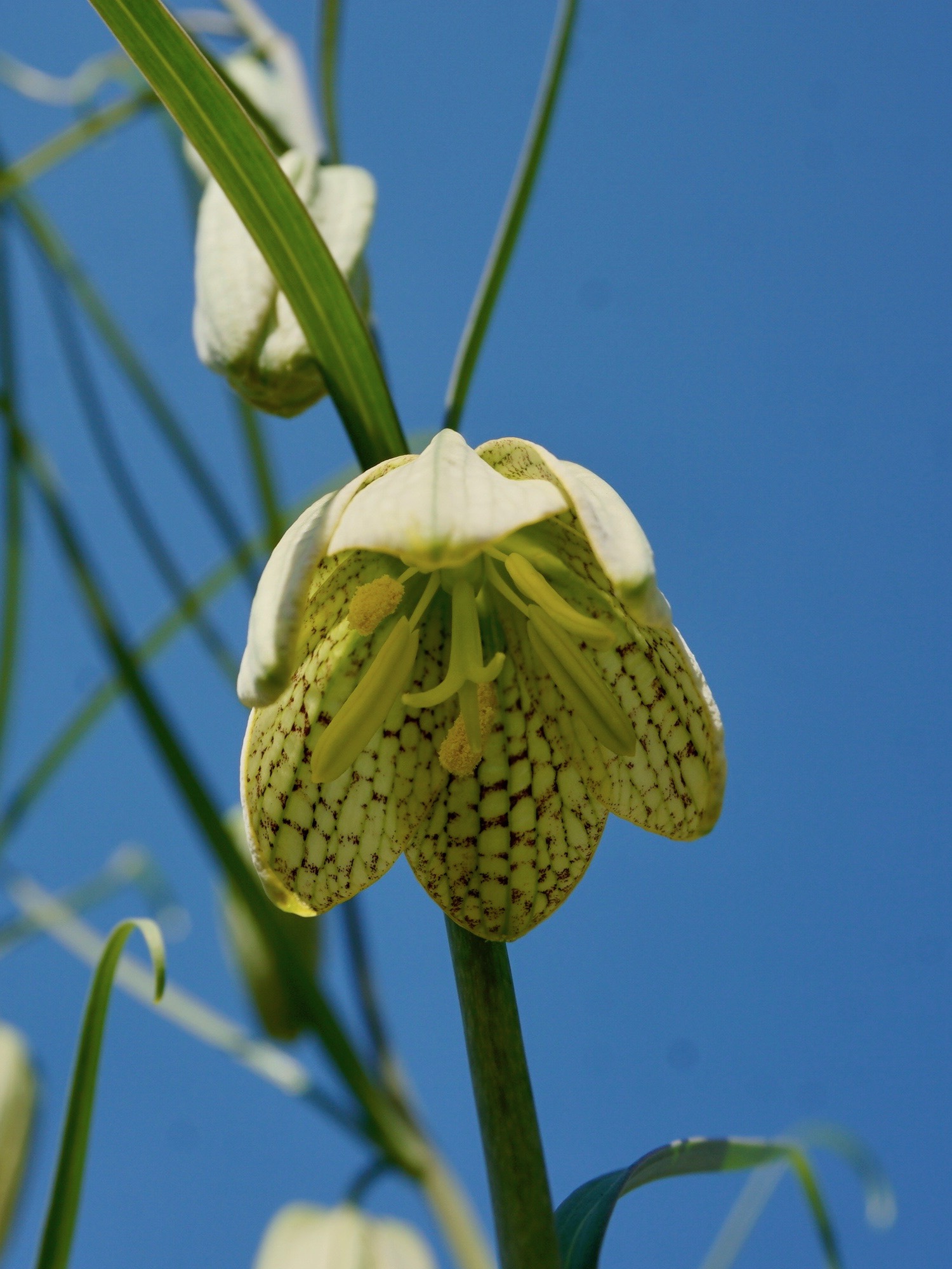 アミガサユリ/Fritillaria thunbergii