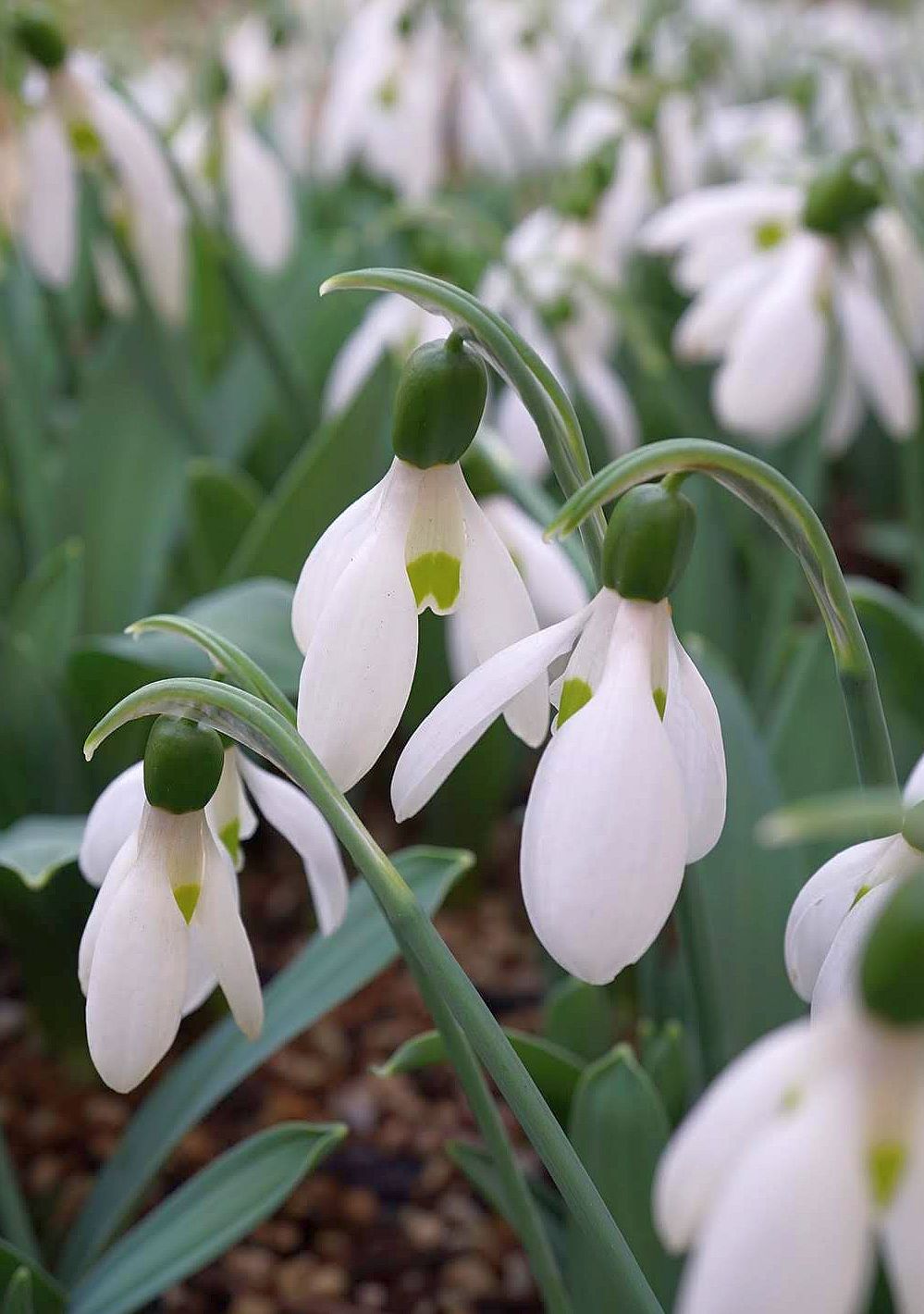 スノードロップGalanthus nivalis