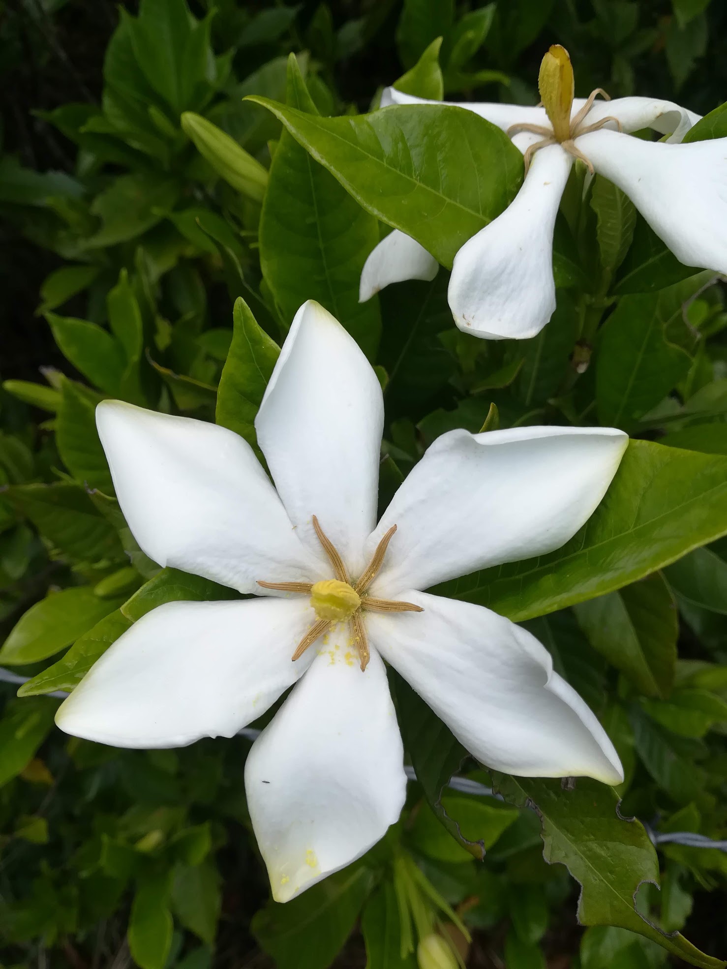 クチナシ/Gardenia jasminoides