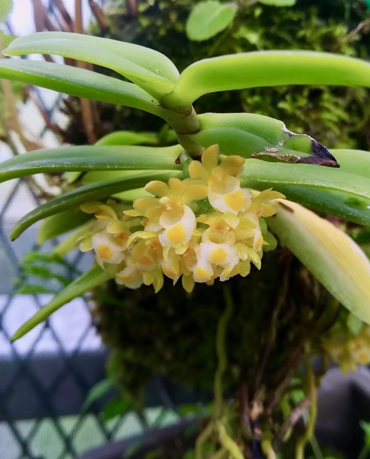 カシノキラン/Gastrochilus japonicus