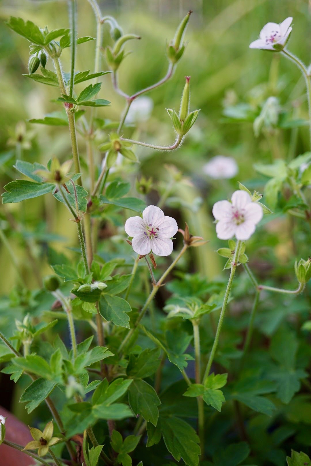 ゲンノショウコ/Geranium thunbergii