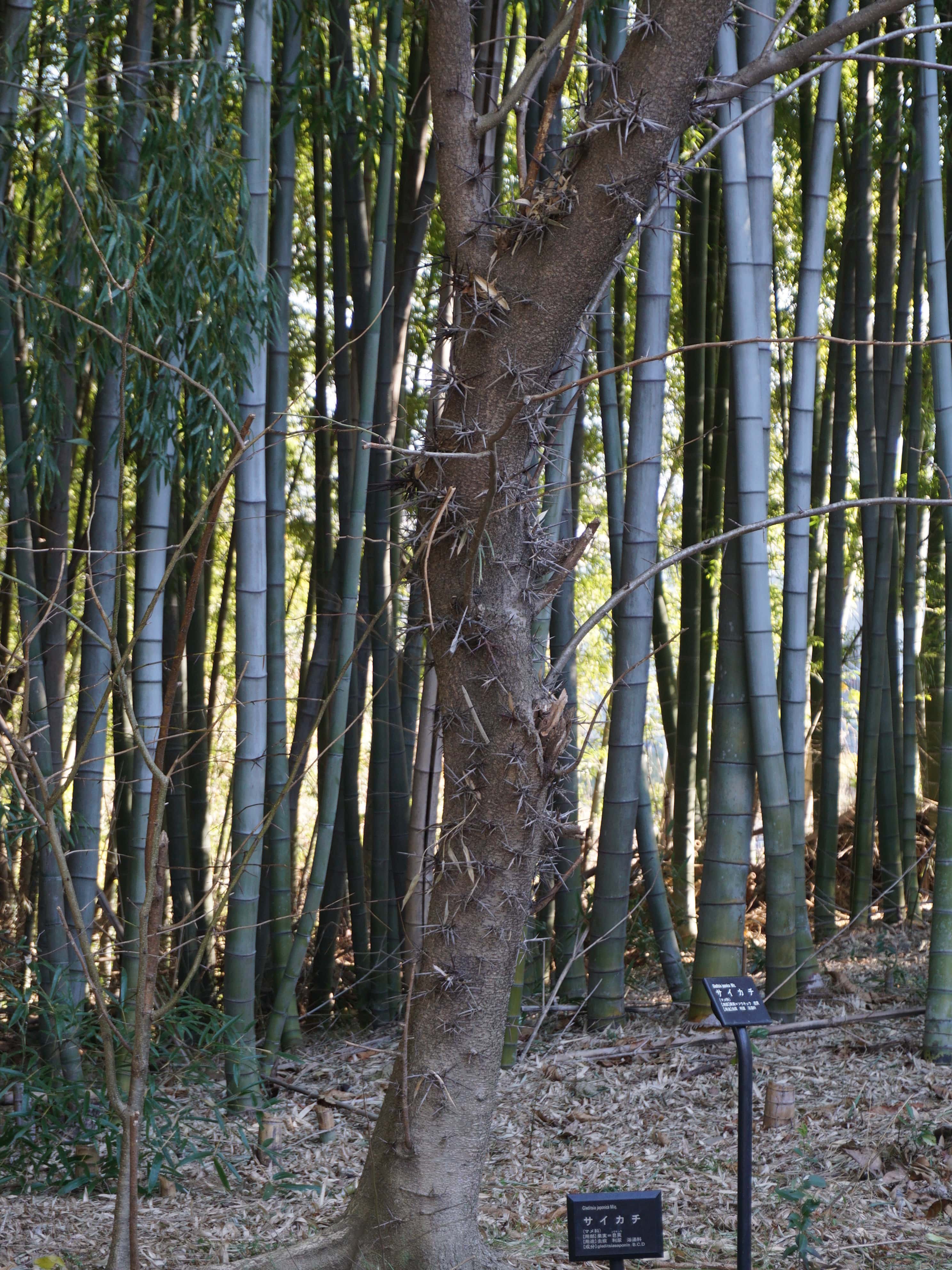サイカチ/Gleditsia japonica