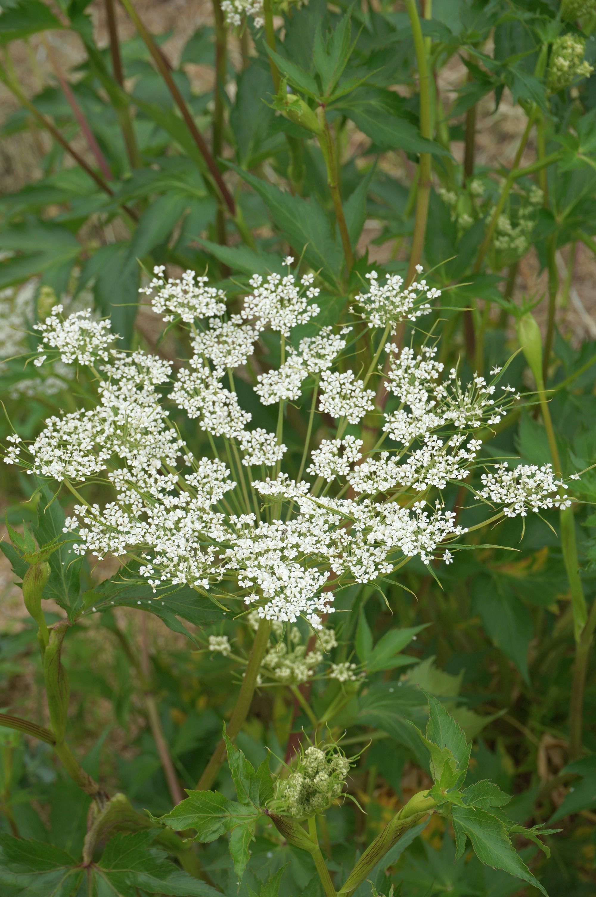 ハマボウフウ/Glehnia littoralis