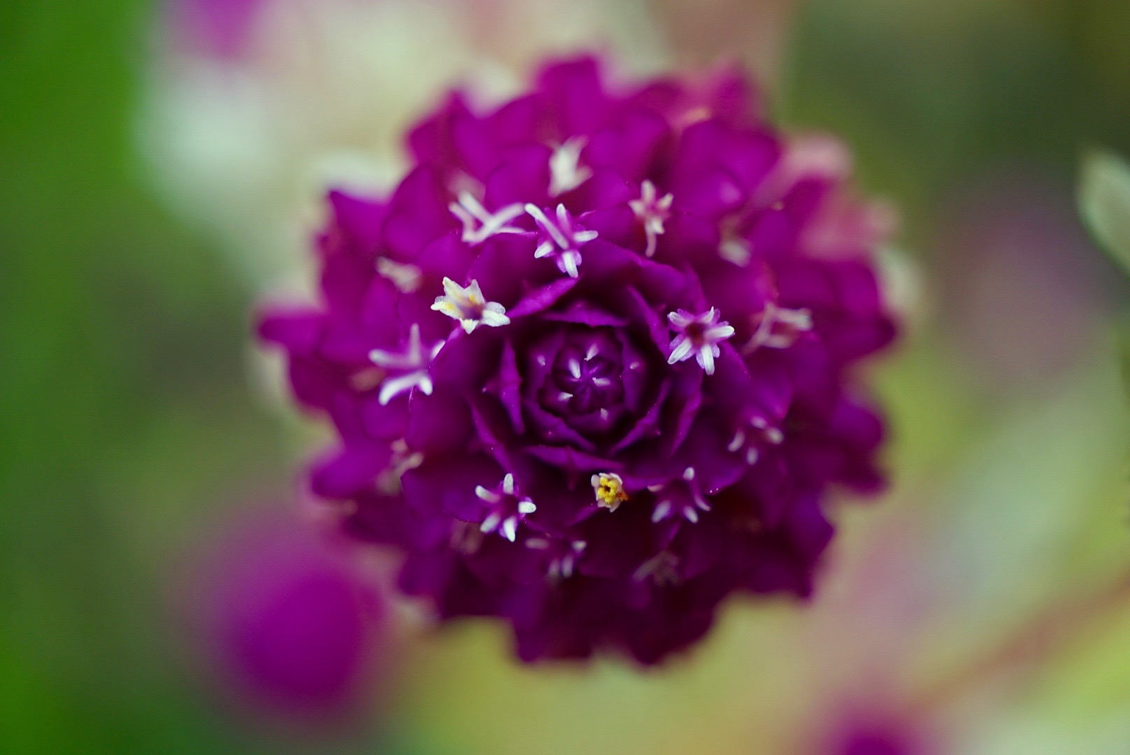 センニチコウ/Gomphrena globosa