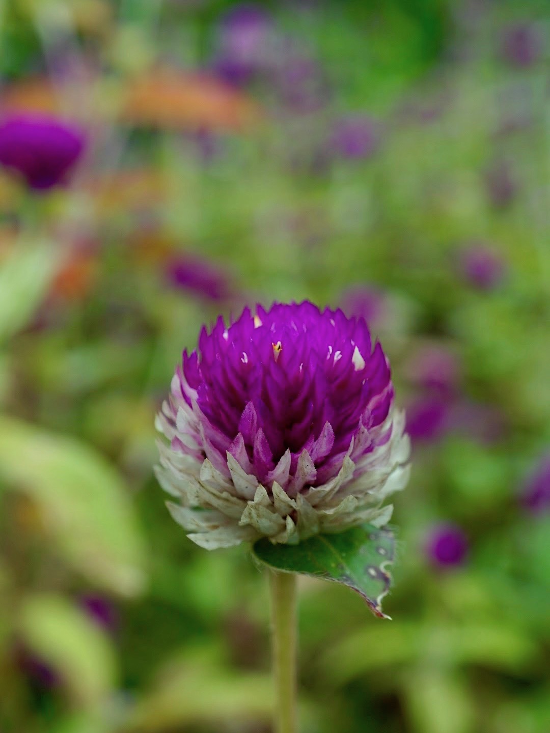 センニチコウ/Gomphrena globosa