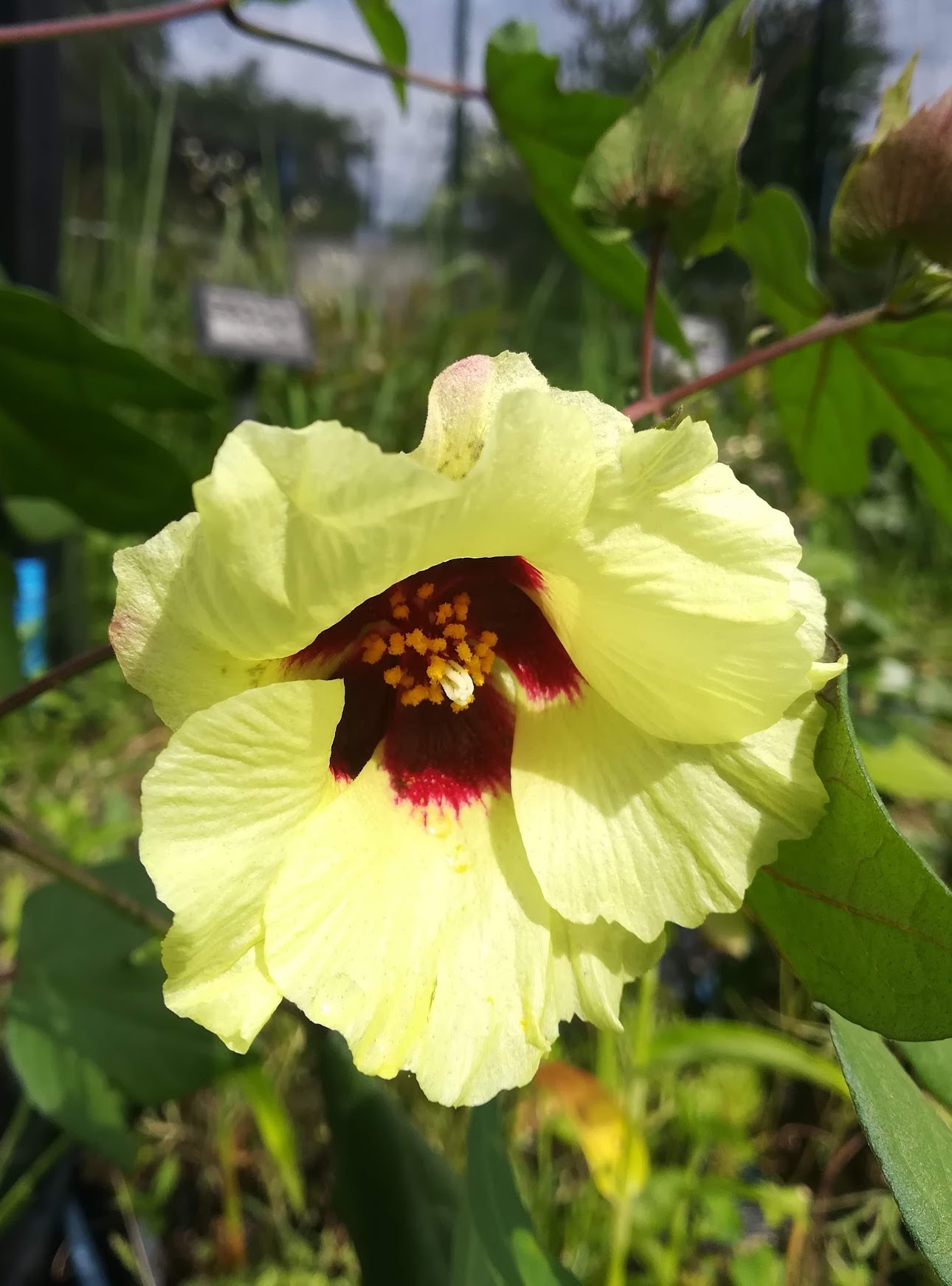 キダチワタ/Gossypium arboreum