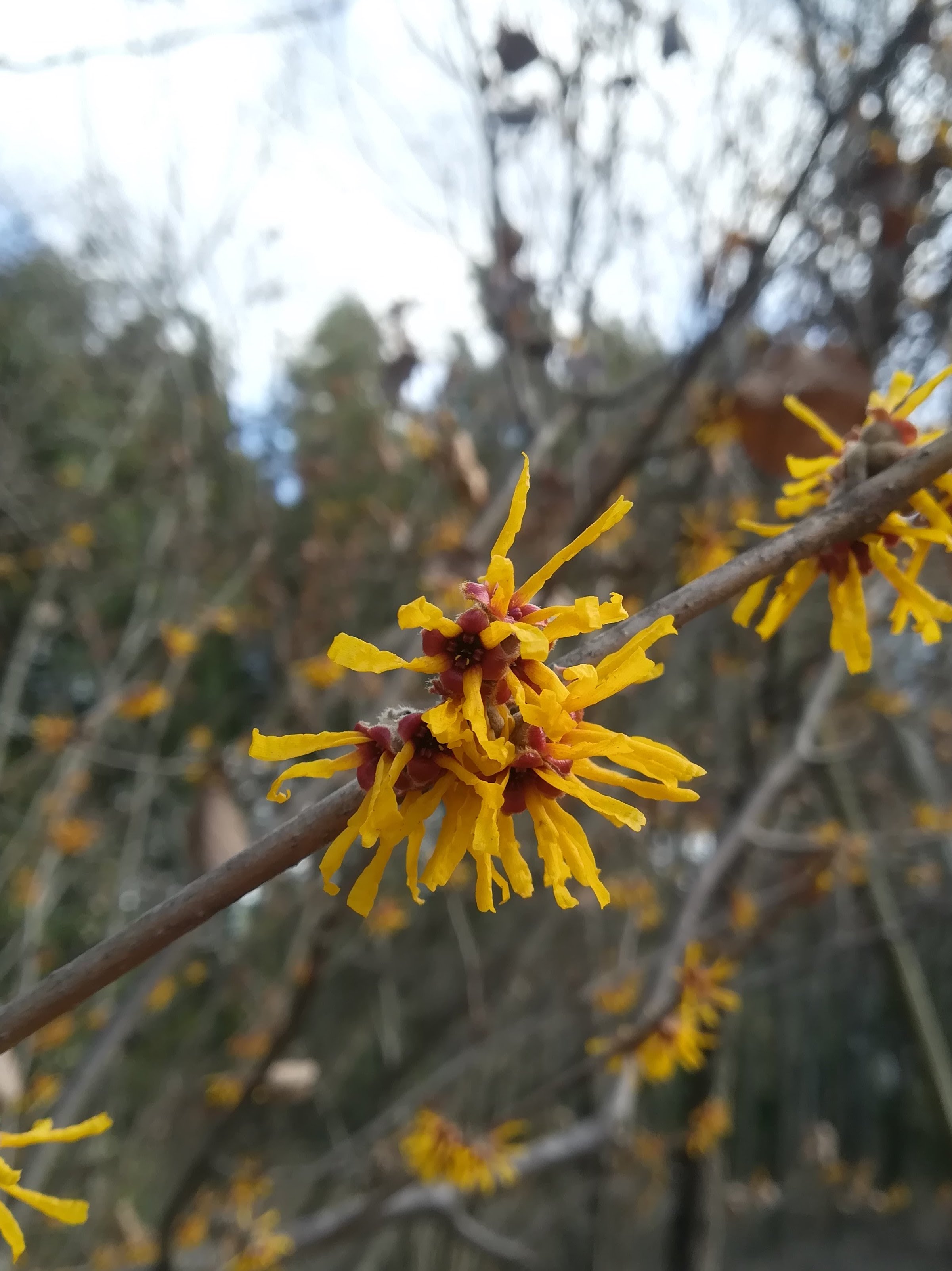 シナマンサク/Hamamelis mollis