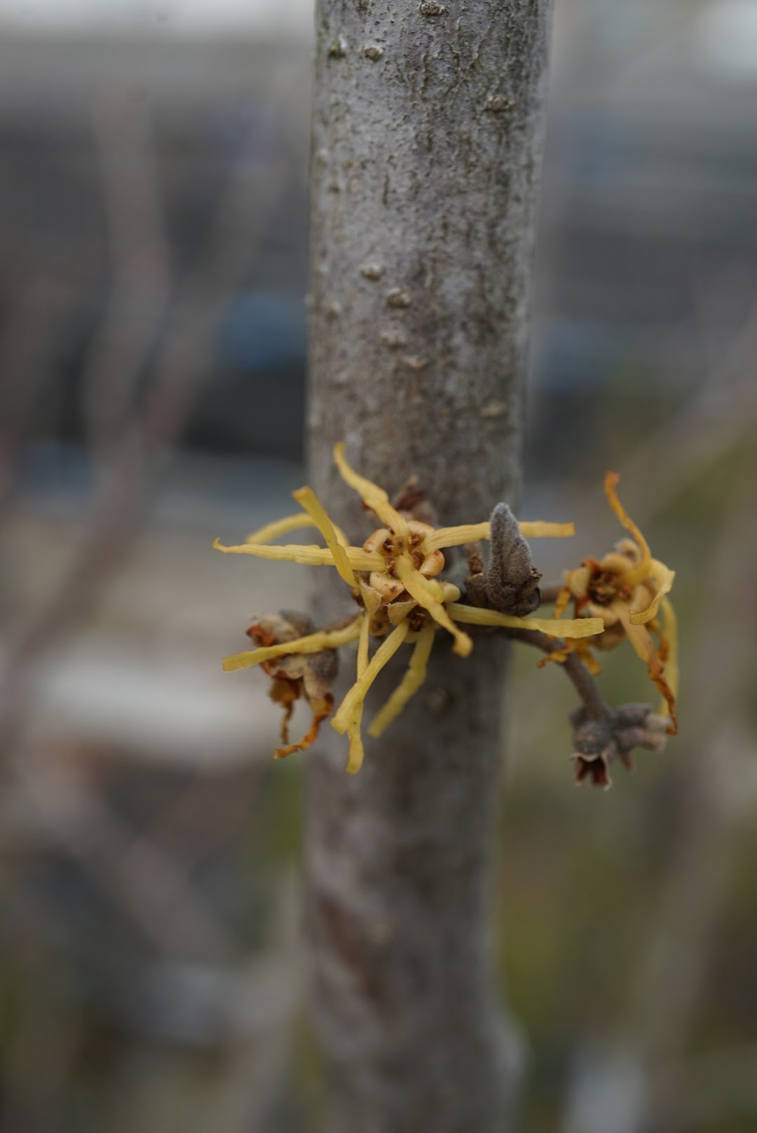 アメリカマンサク/Hamamelis virginiana
